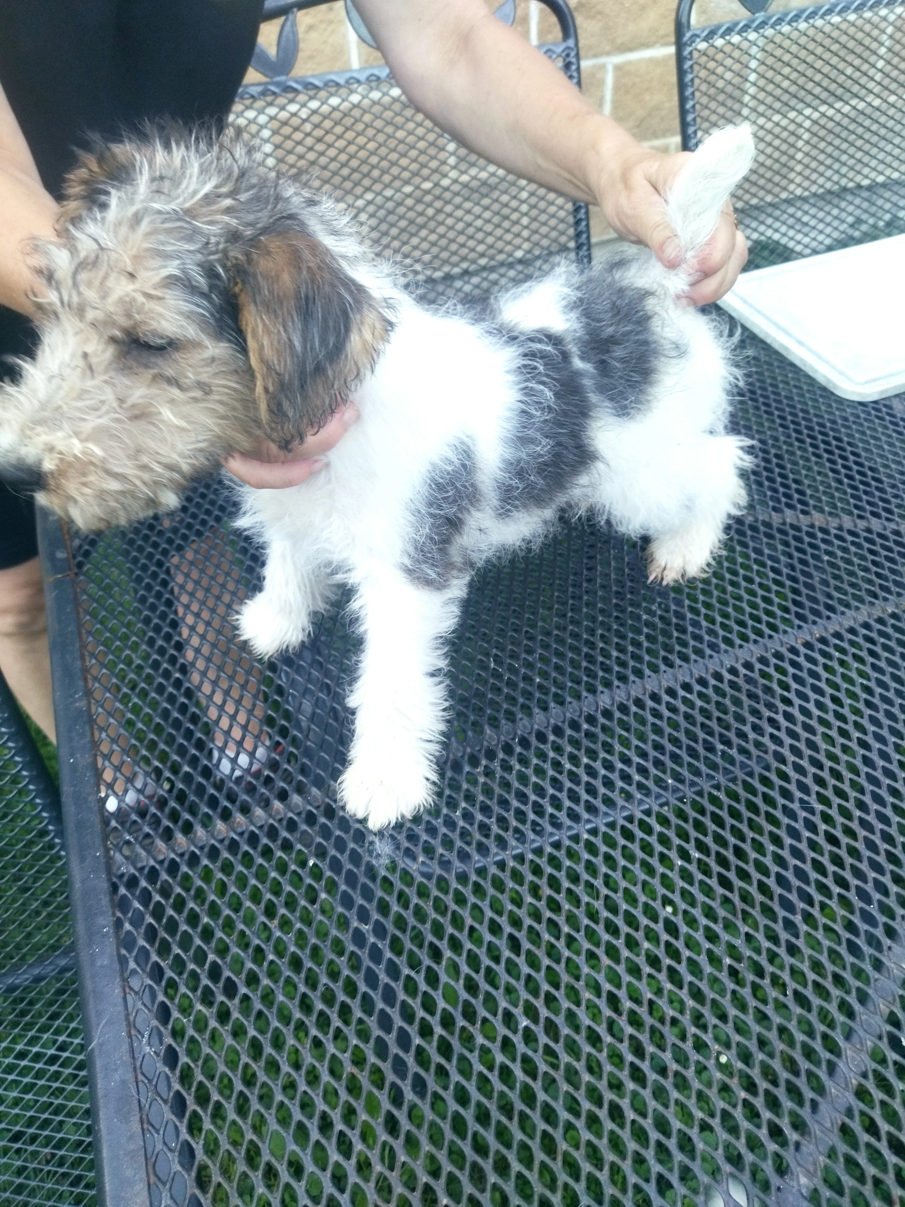 Prodám štěně Foxterriera drsnosrstého