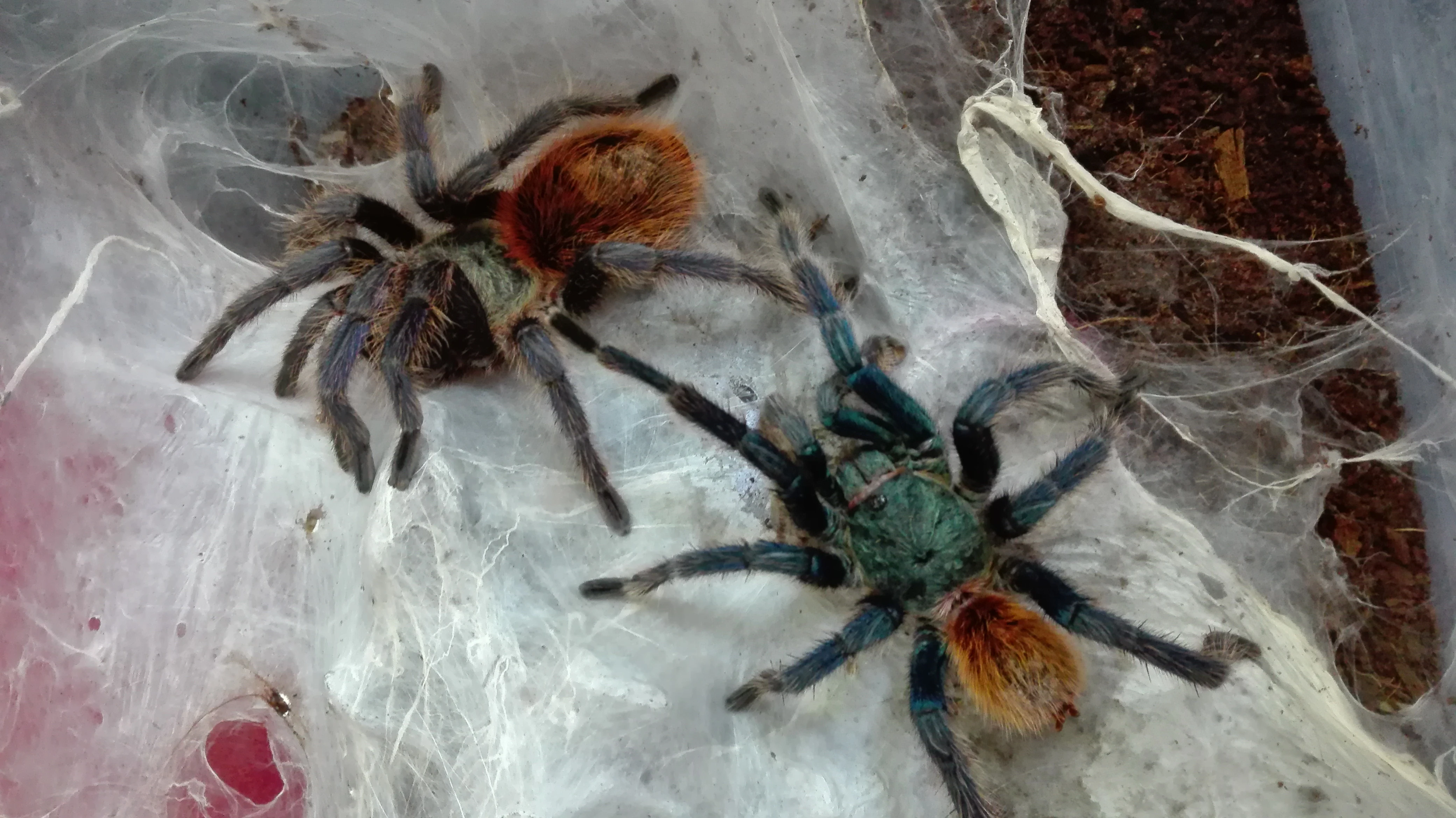 Zásilkovna nebo osobní odběr Třinec a okolí