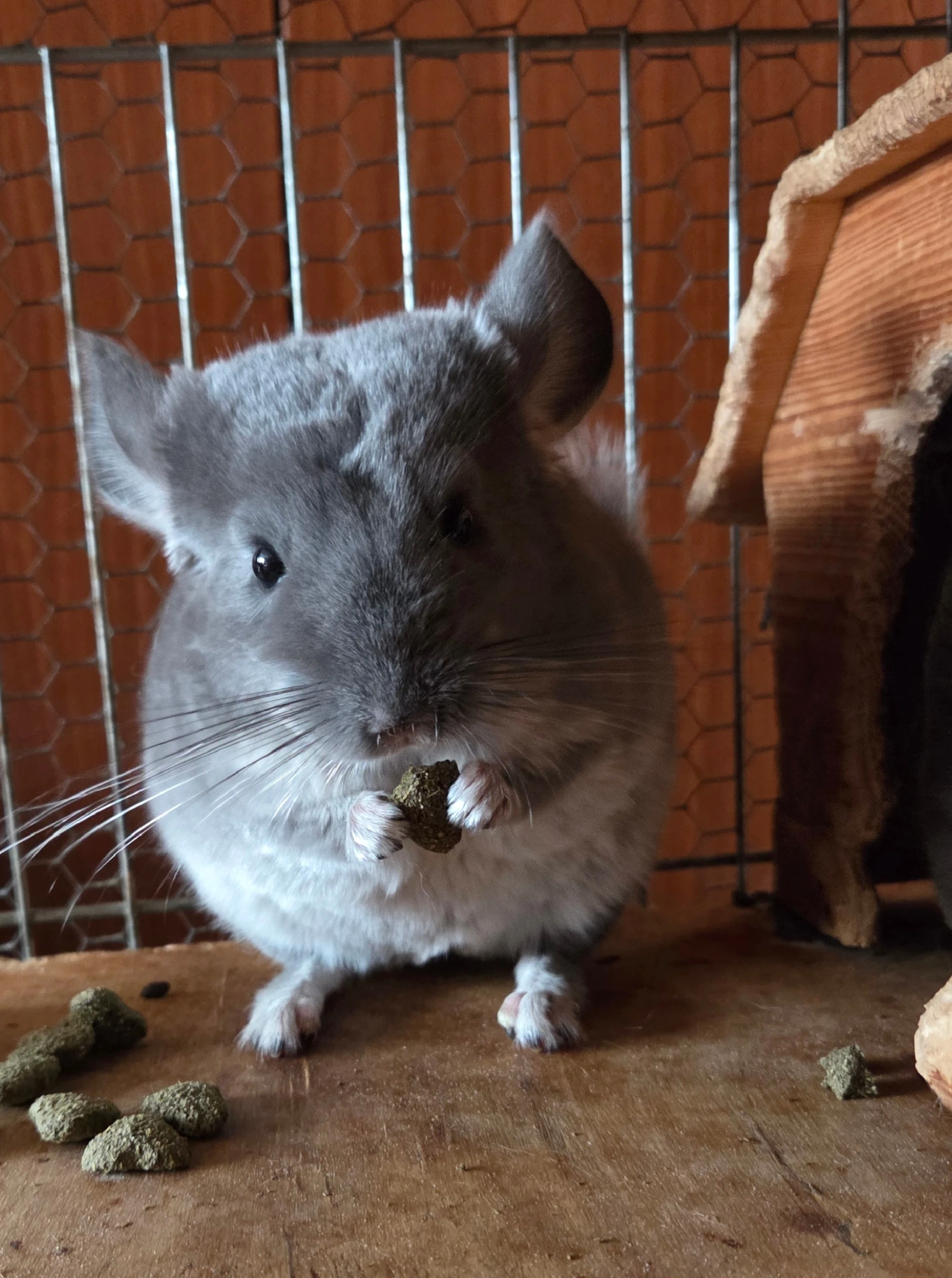 Činčilí sameček Violet ebony SC