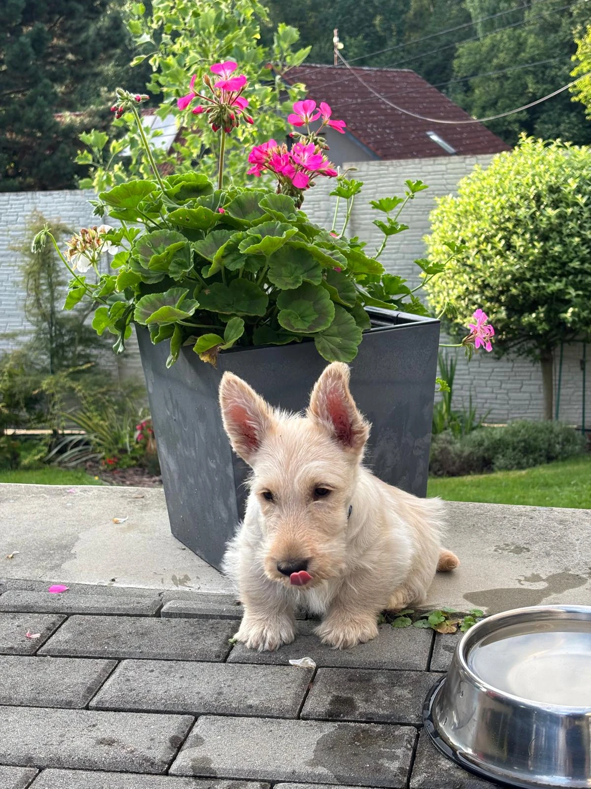 Štěňátka skotského teriéra na prodej