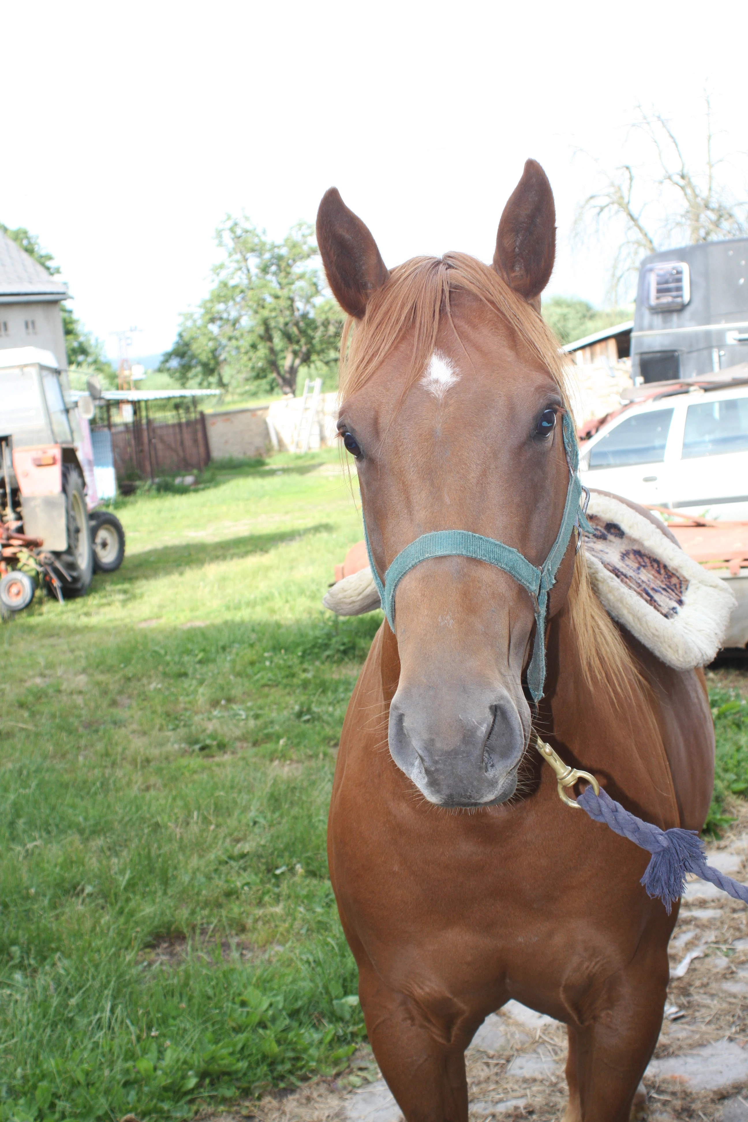 Máte problém se svým koněm ?