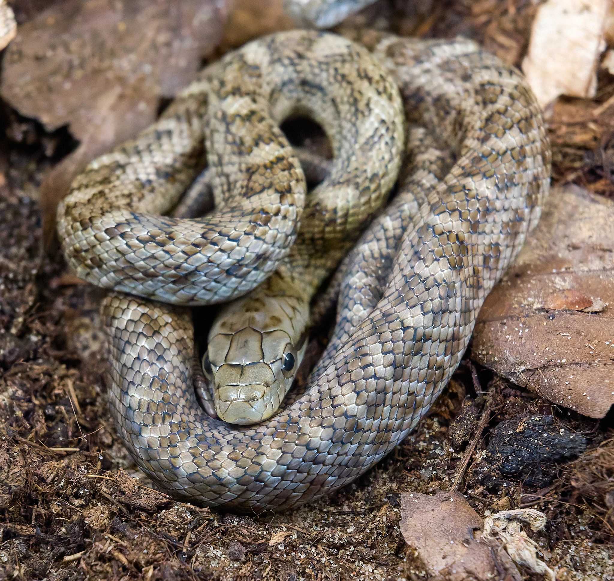 Mláďata užovky japonské (Elaphe climacophora)