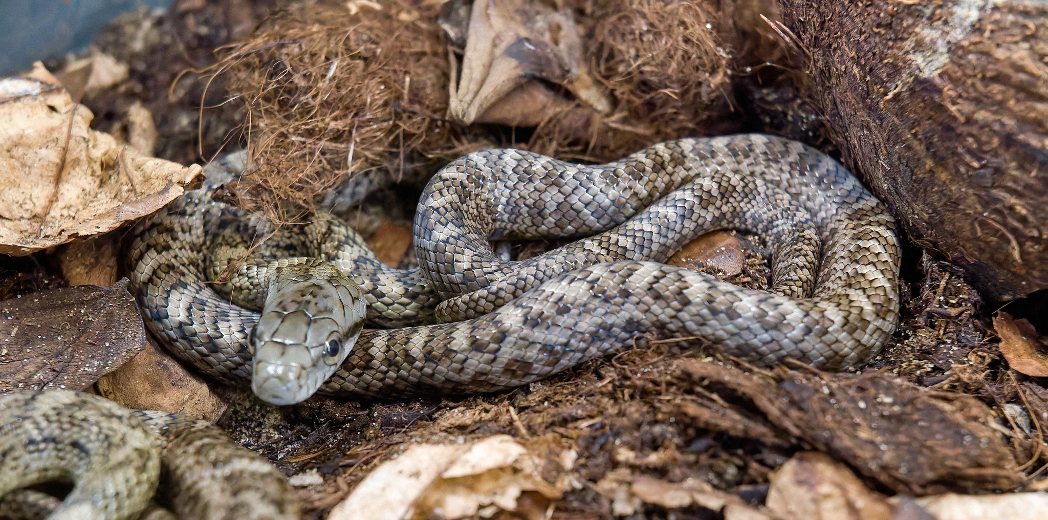 Mláděužovky japonské (Elaphe climacophora)