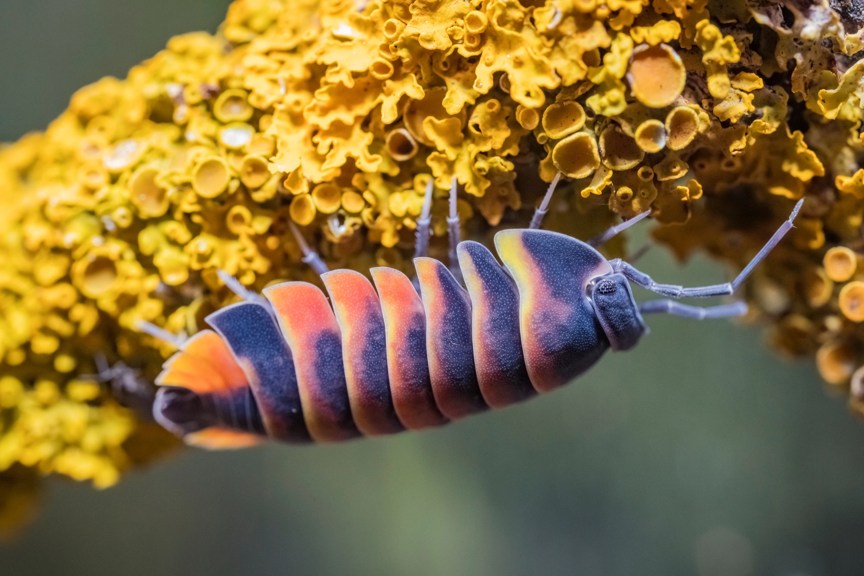 Merulanella Ember bee - Back to school cena