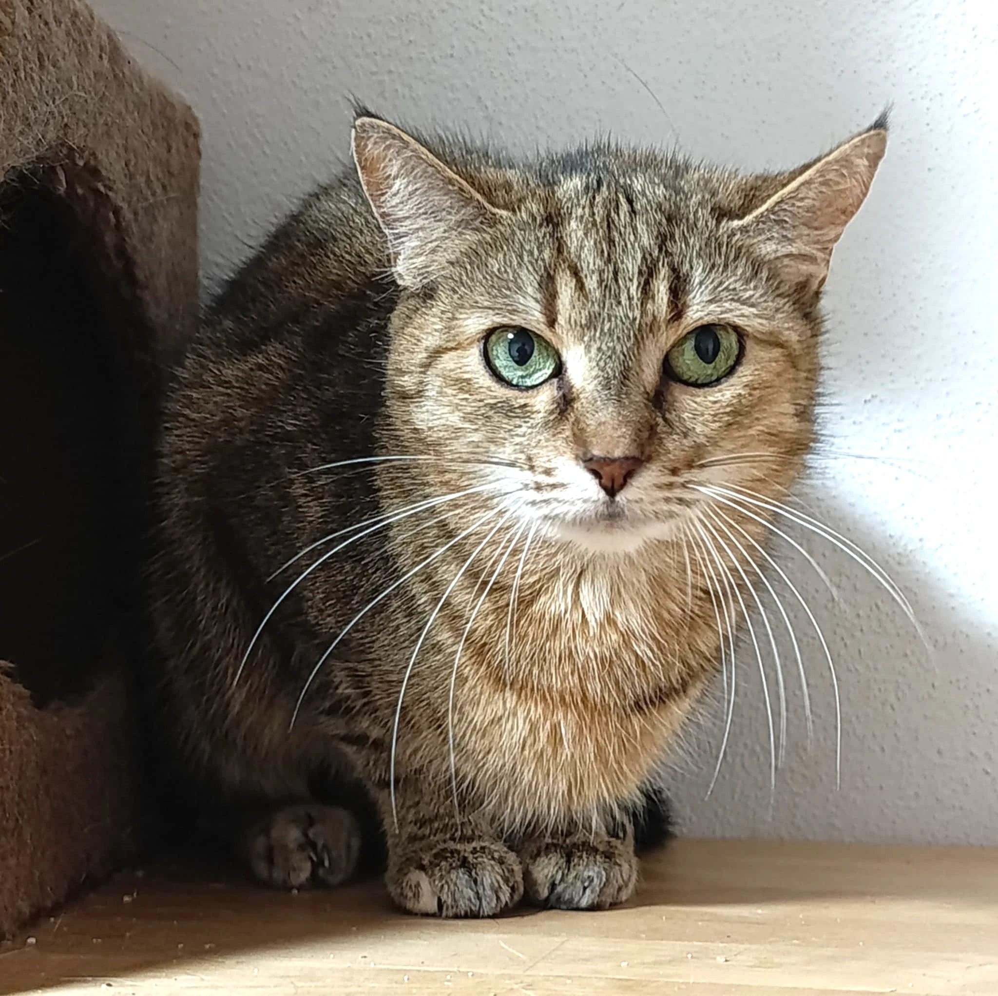 Kočička Filipa hledá nový domov