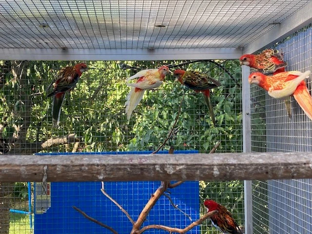 Rosela pestrá červená a samička rubína, odchov 2025