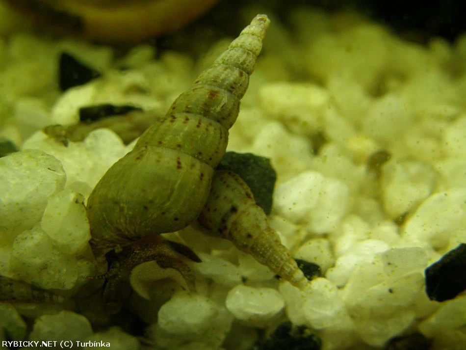 Piskořka Věžovitá - akce