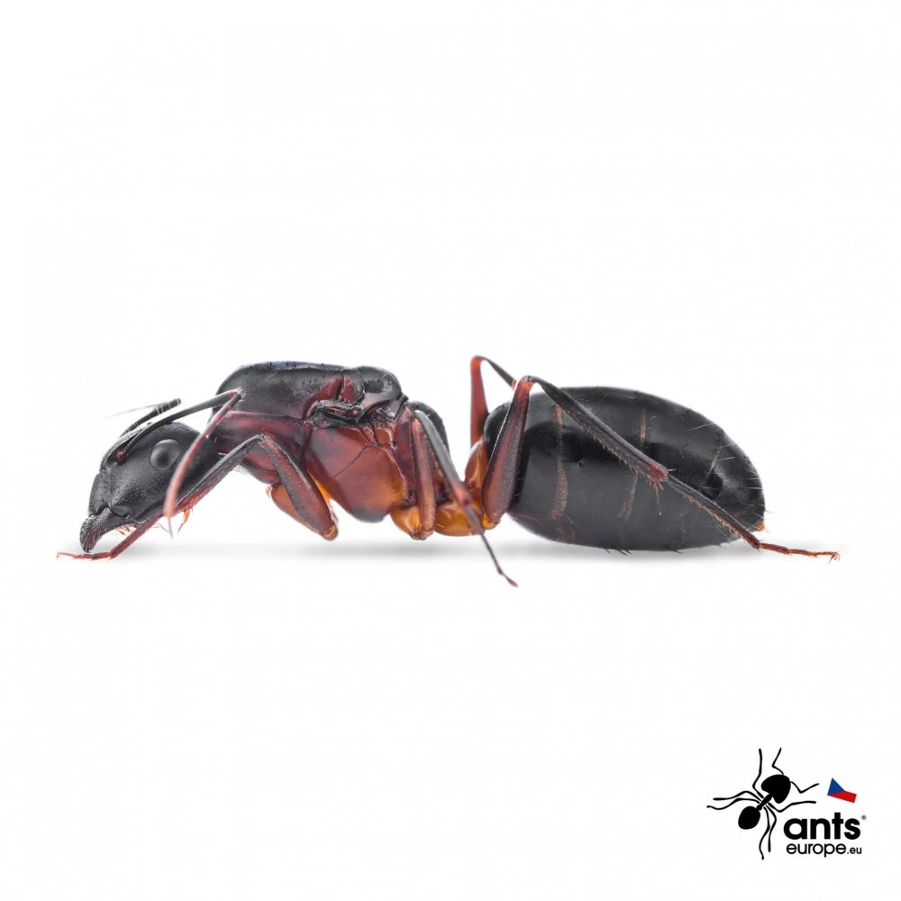 Mravenec Camponotus barbaricus