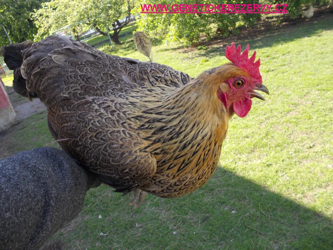 Česká zlatá kropenka - kuřice - Velké Meziříčí - Blansko