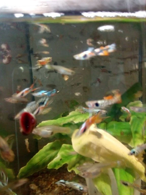 Prodám mix endlerek