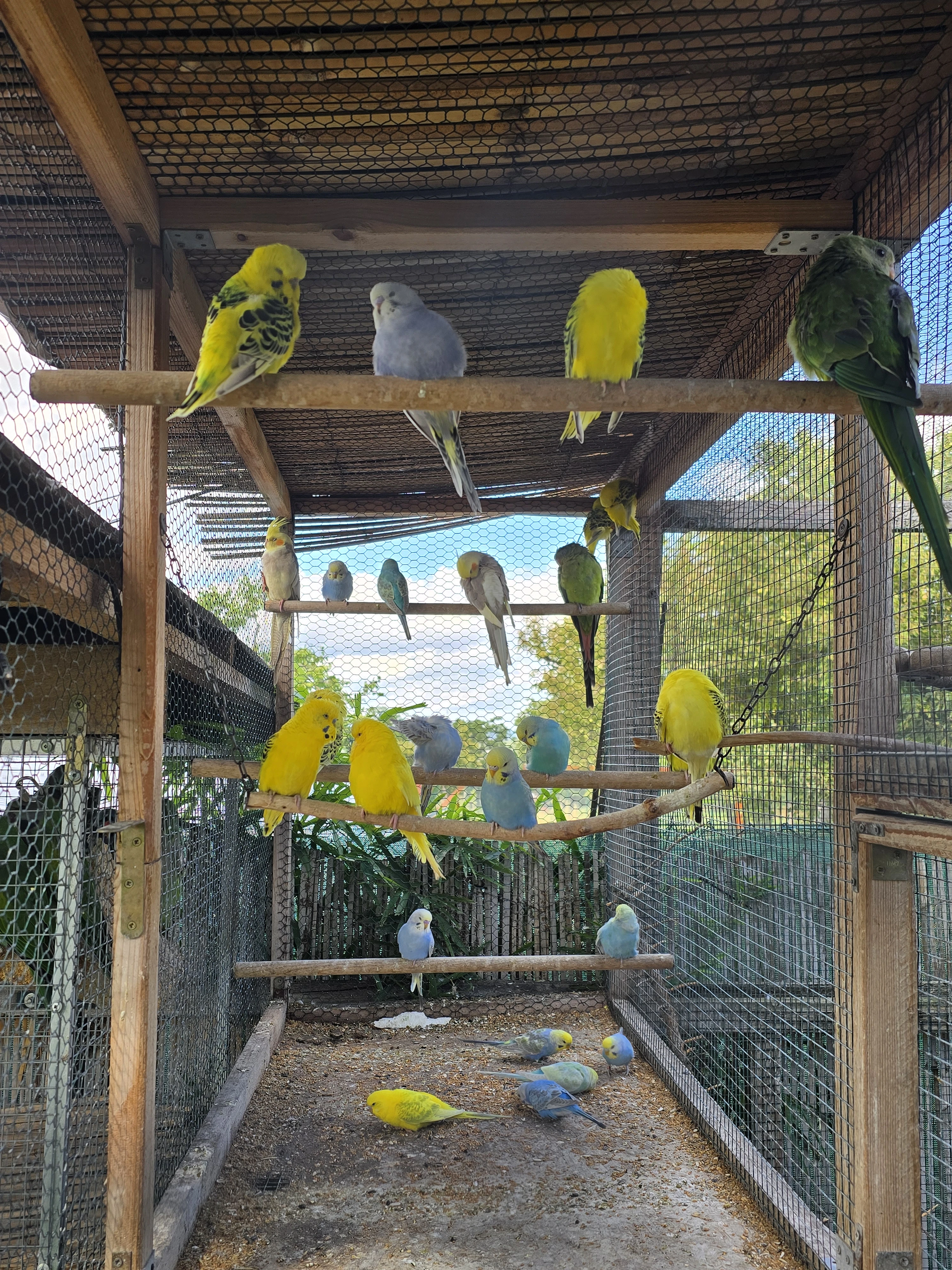 Andulky - mláďata 2025