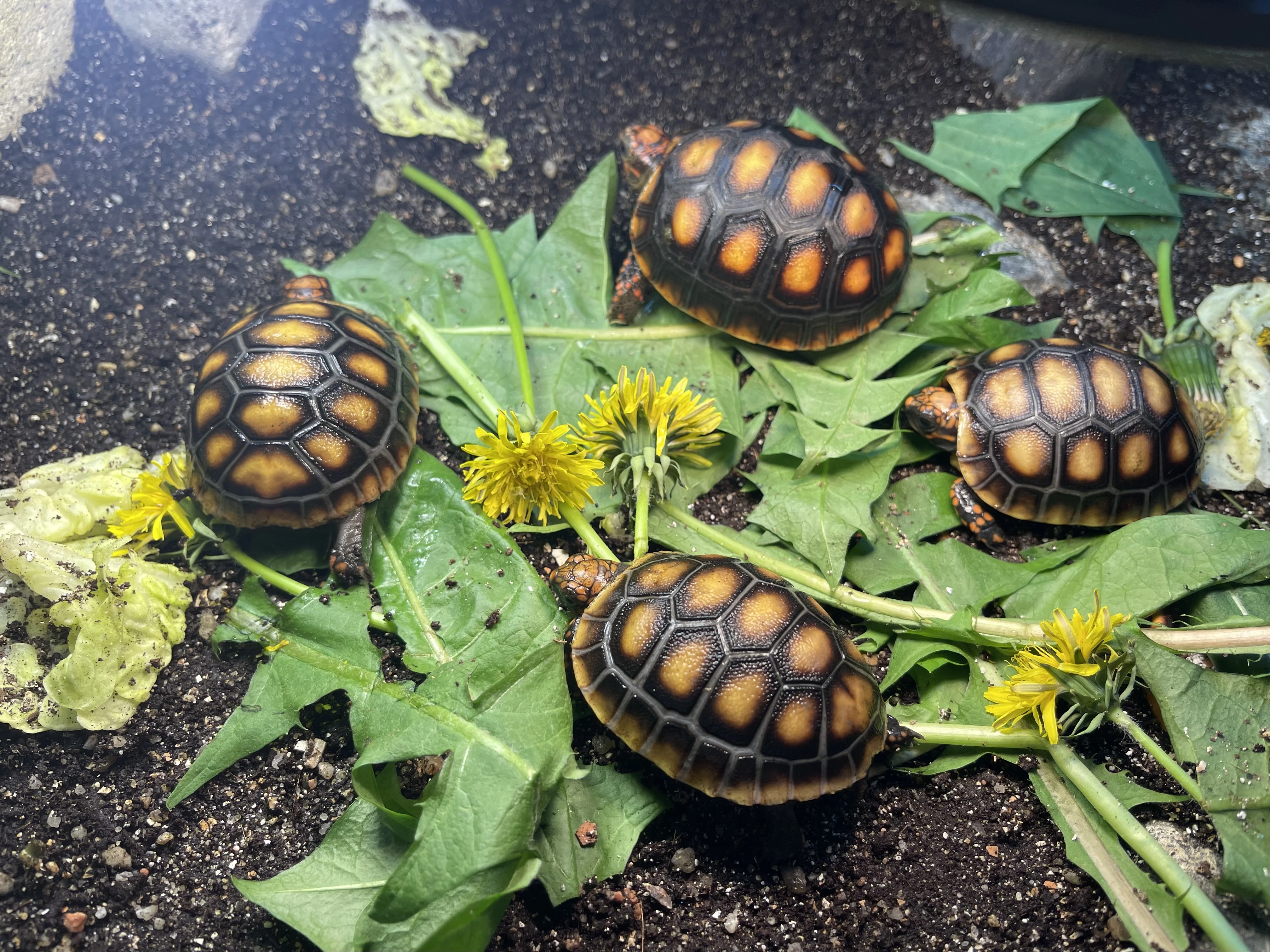 Mláďata -  želva uhlířská