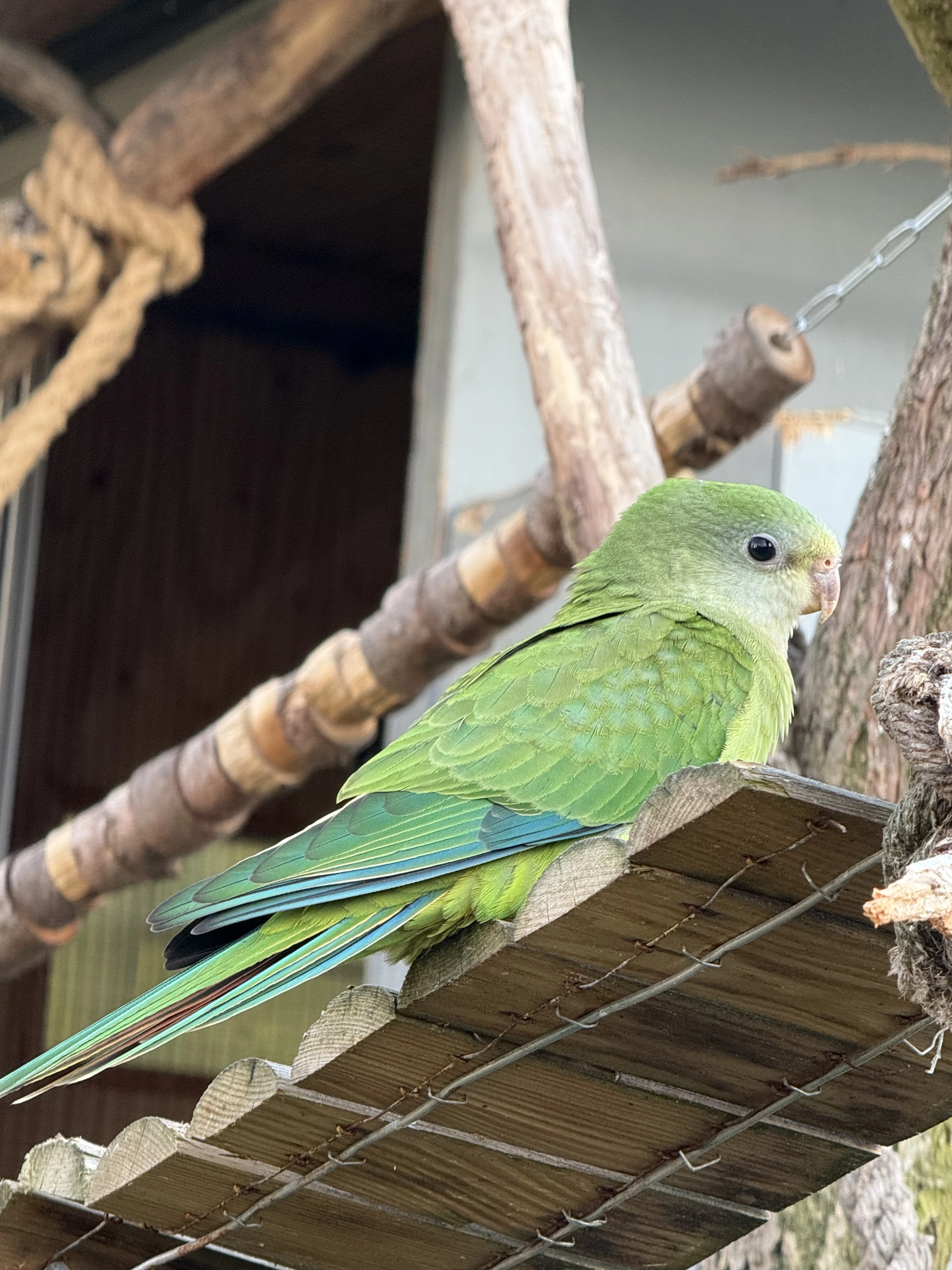 Papoušek nádherný