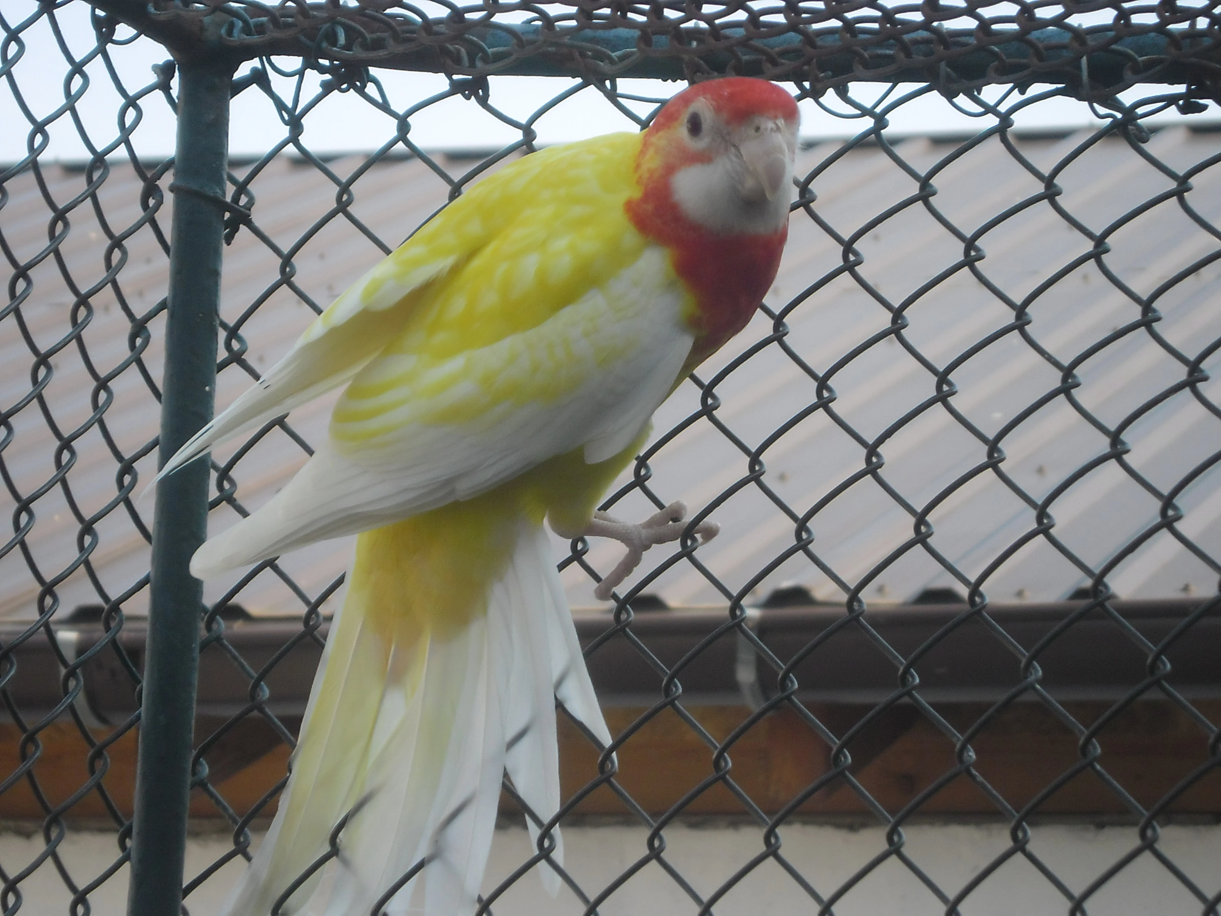 Rozela pestrá lutino