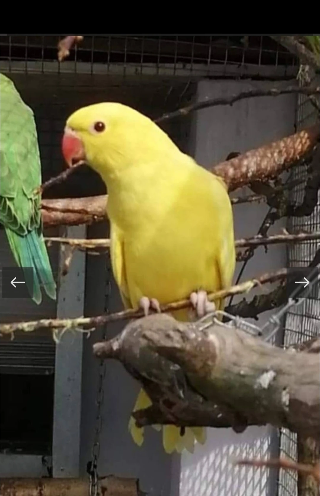 Lutino samice a zelený samec 3 měsíční