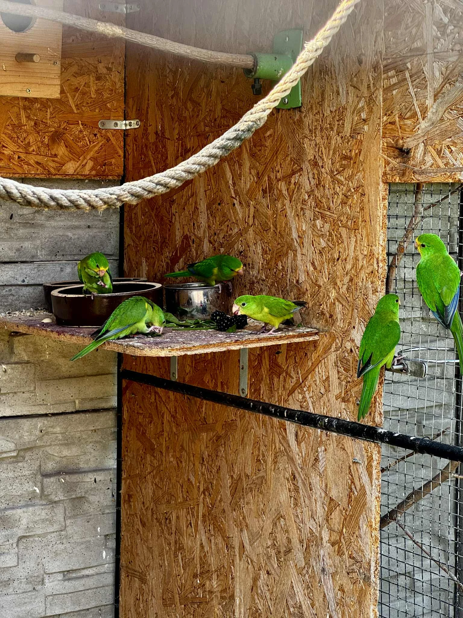 Aymara citronový 2,0