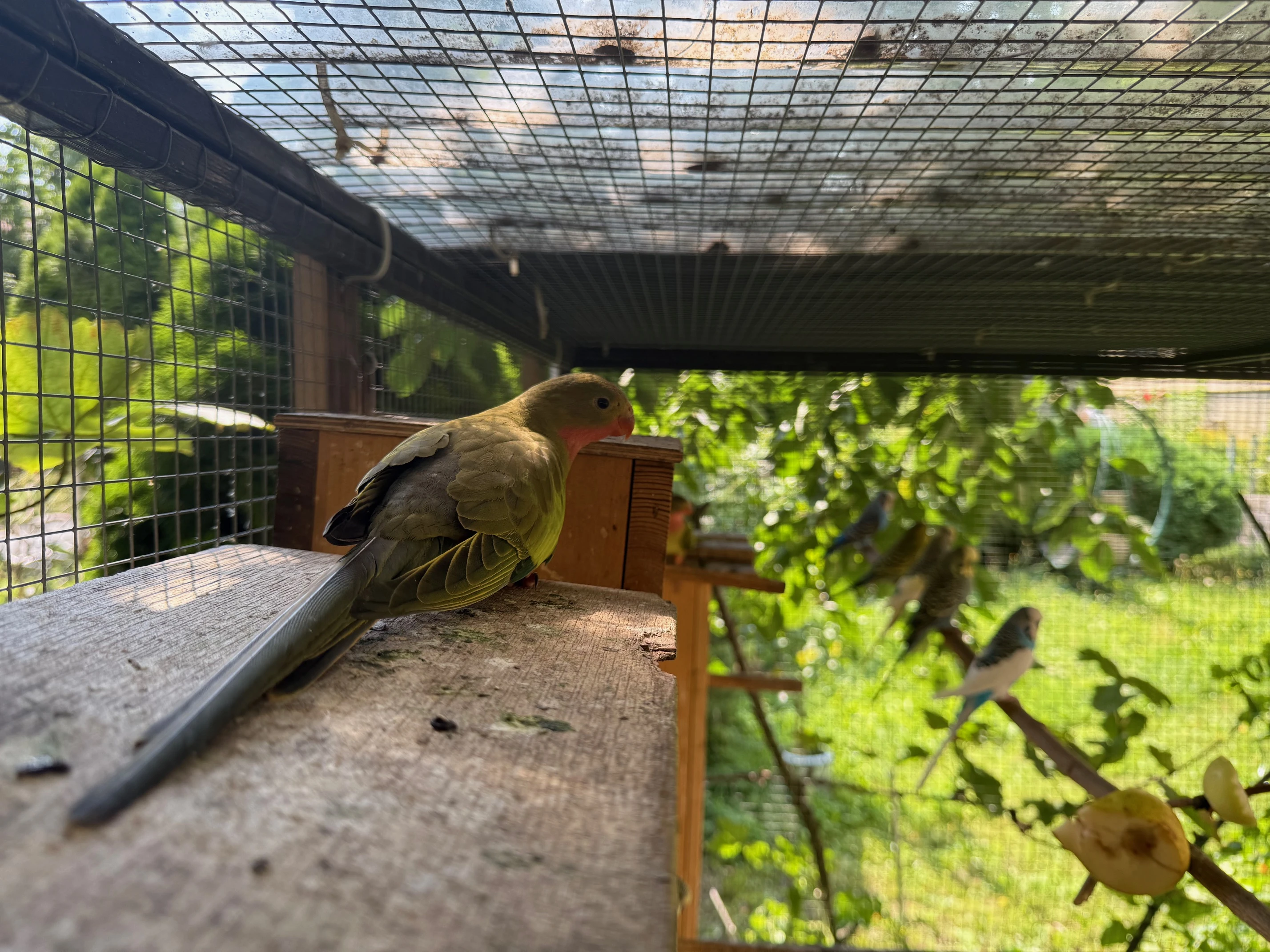 Prodávám papoušky alexandřin