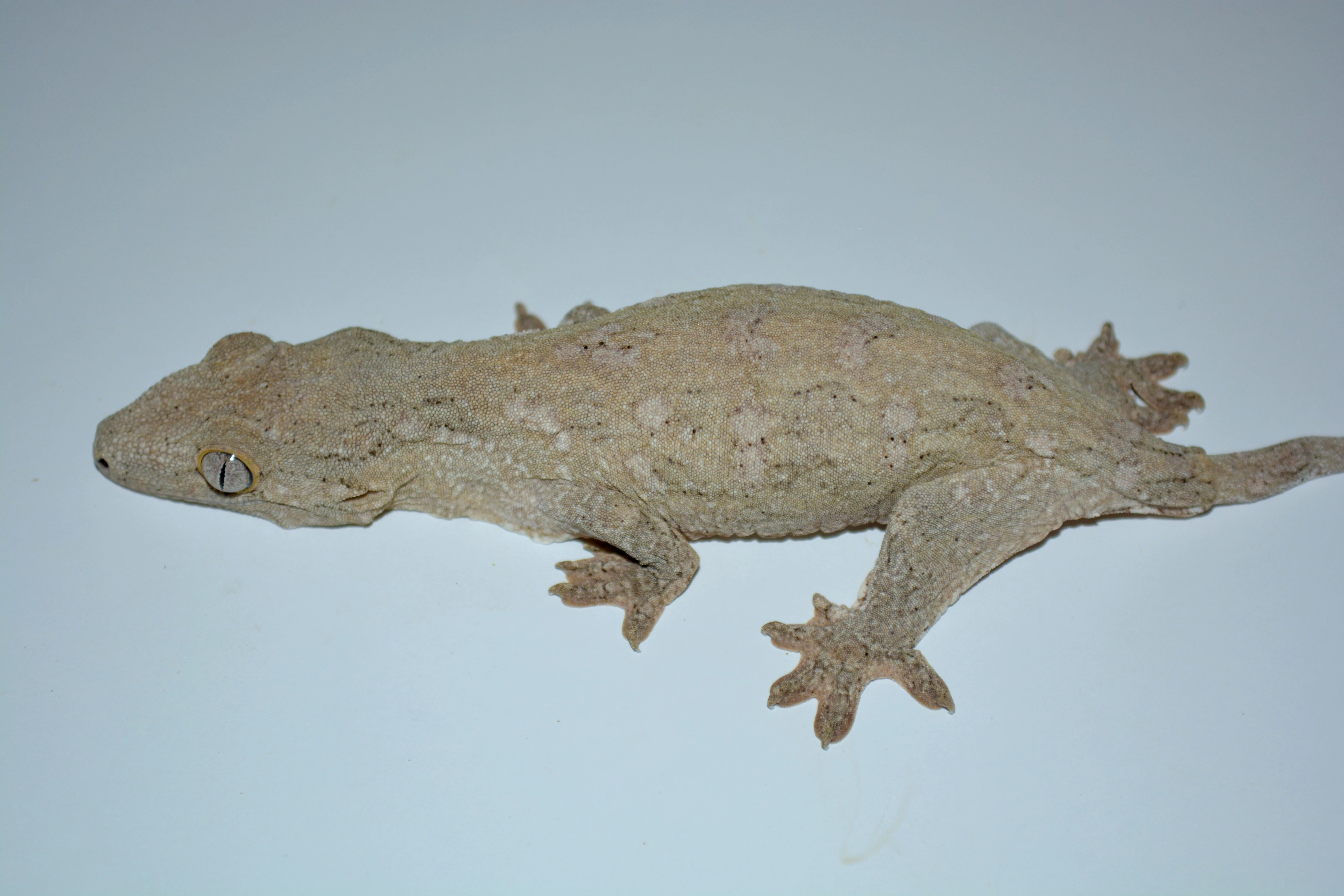 R. leachianus Mt. Koghis
