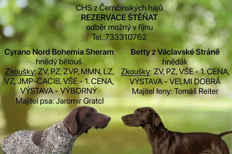 Německý krátkosrstý ohař