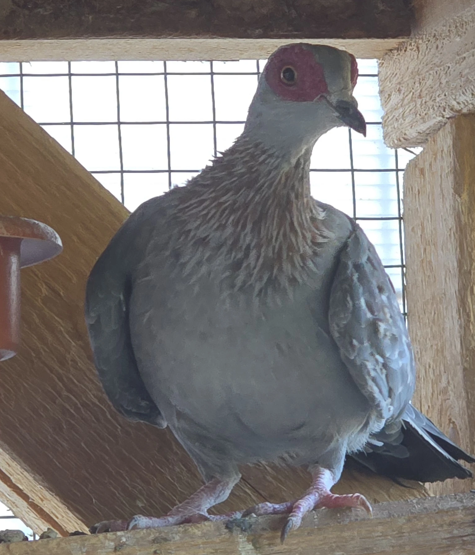 Samec holuba Guinejského