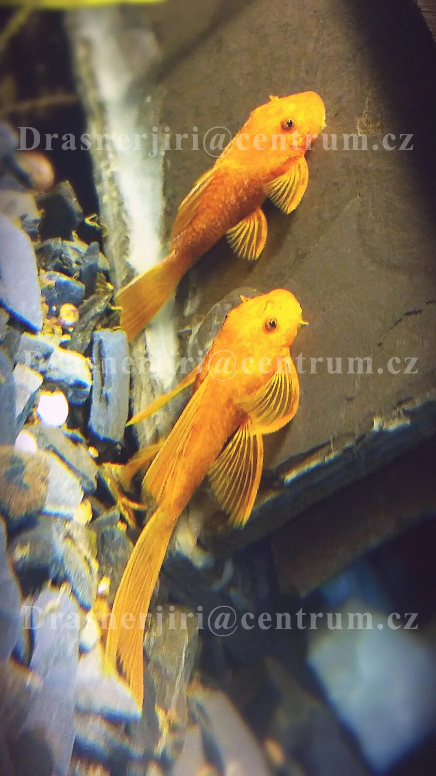 Ancistrus super red  long - fin