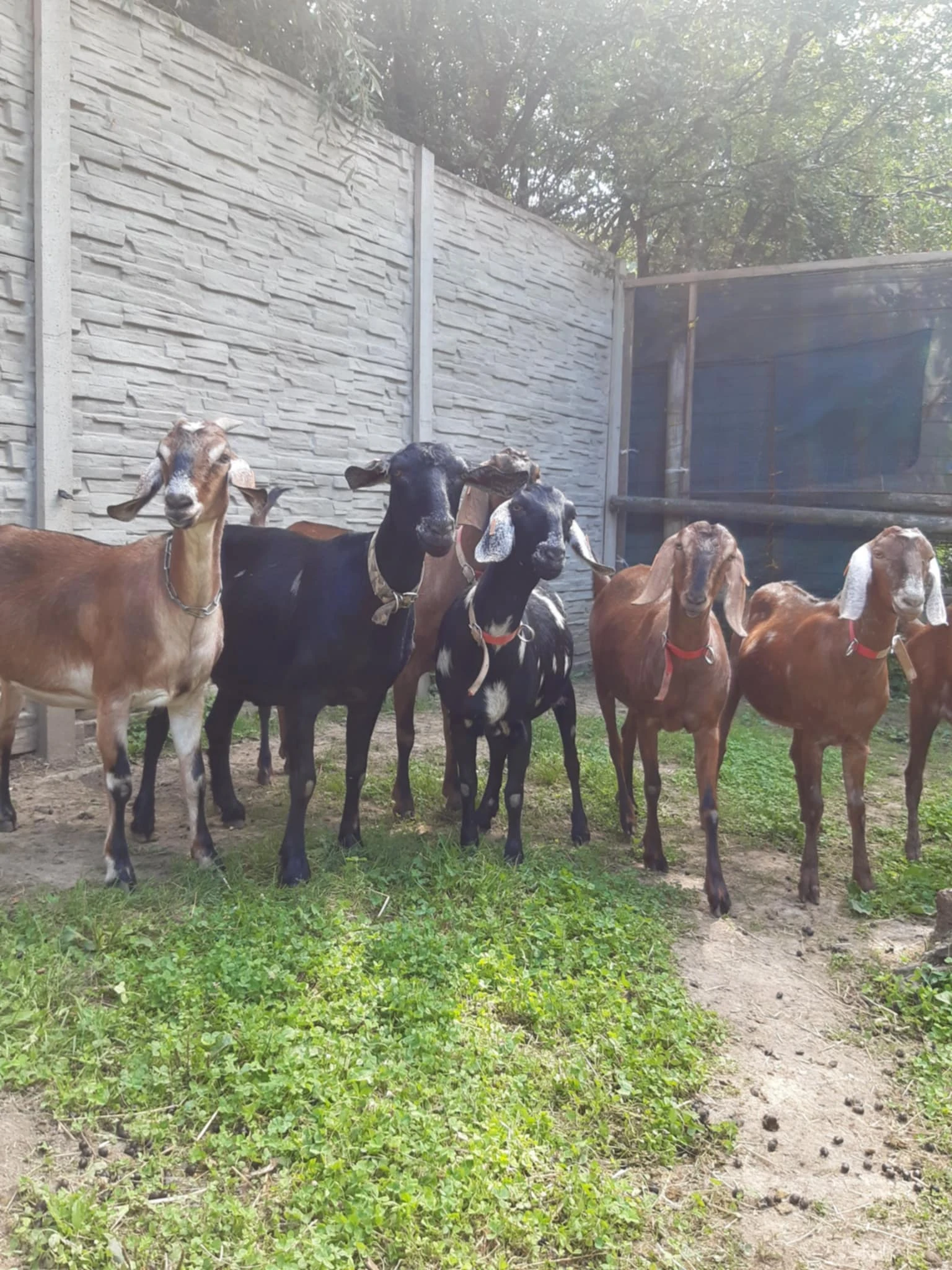 Nabízím podílové AN kozičky s POP i bez.