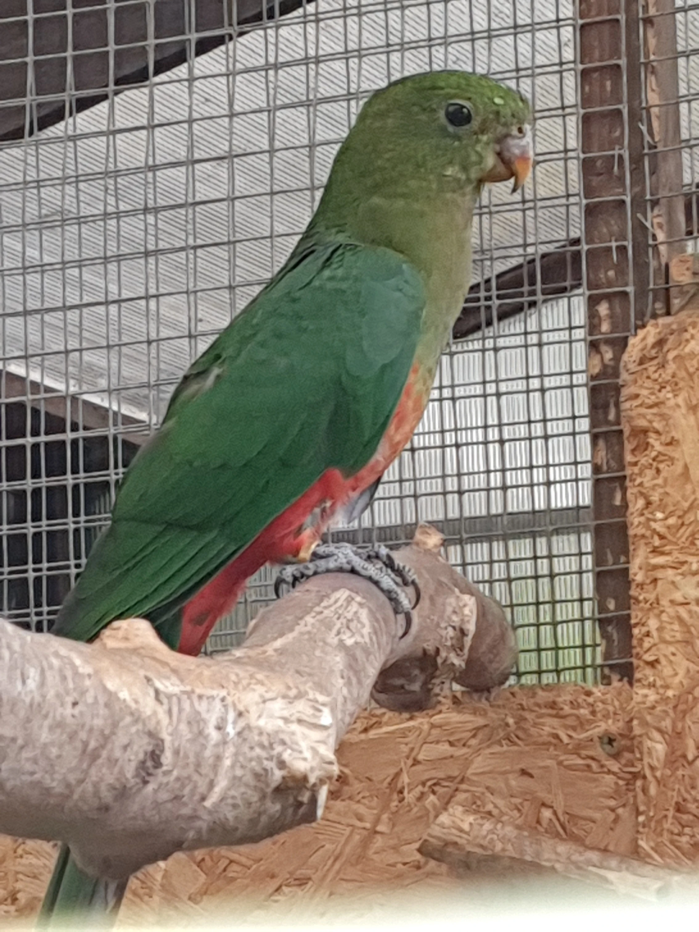 Prodej Papoušek Královský