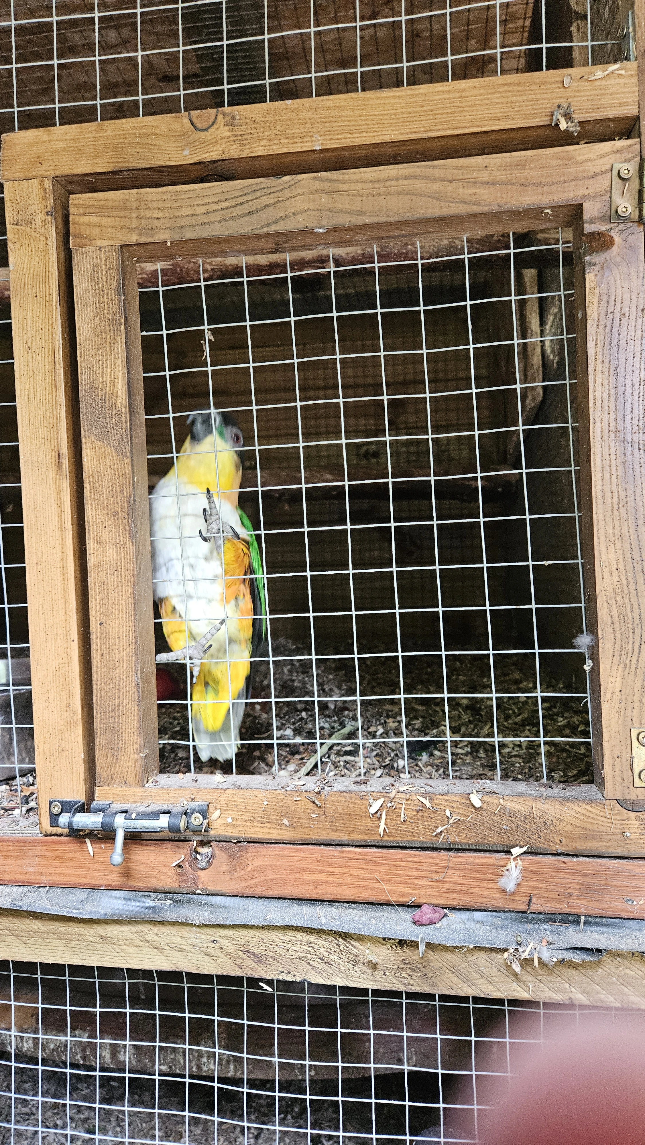 Pary Amazonek barwinki czarnogłowe