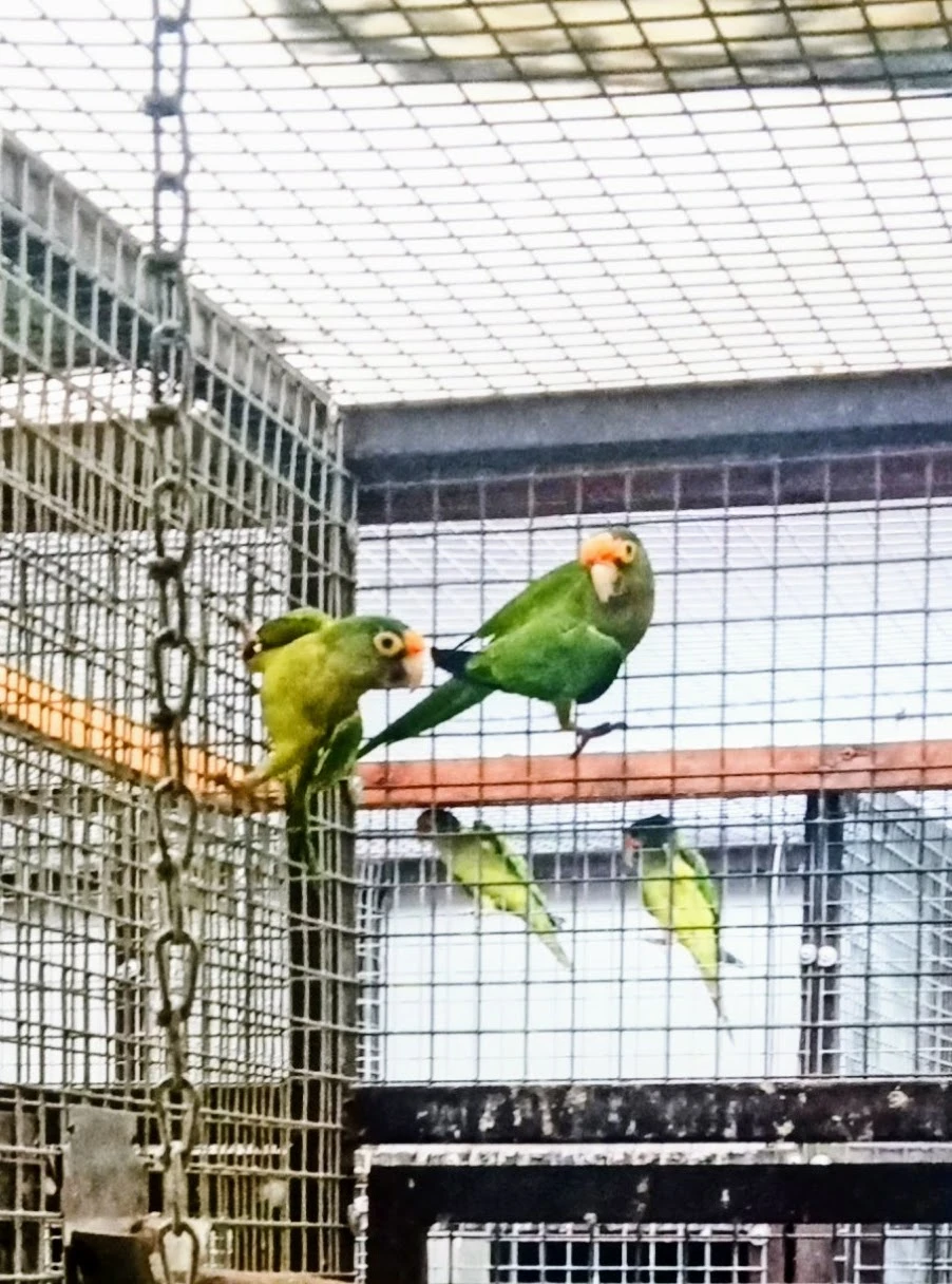 Prodám aratinga oranzovocely 1,1, kroz