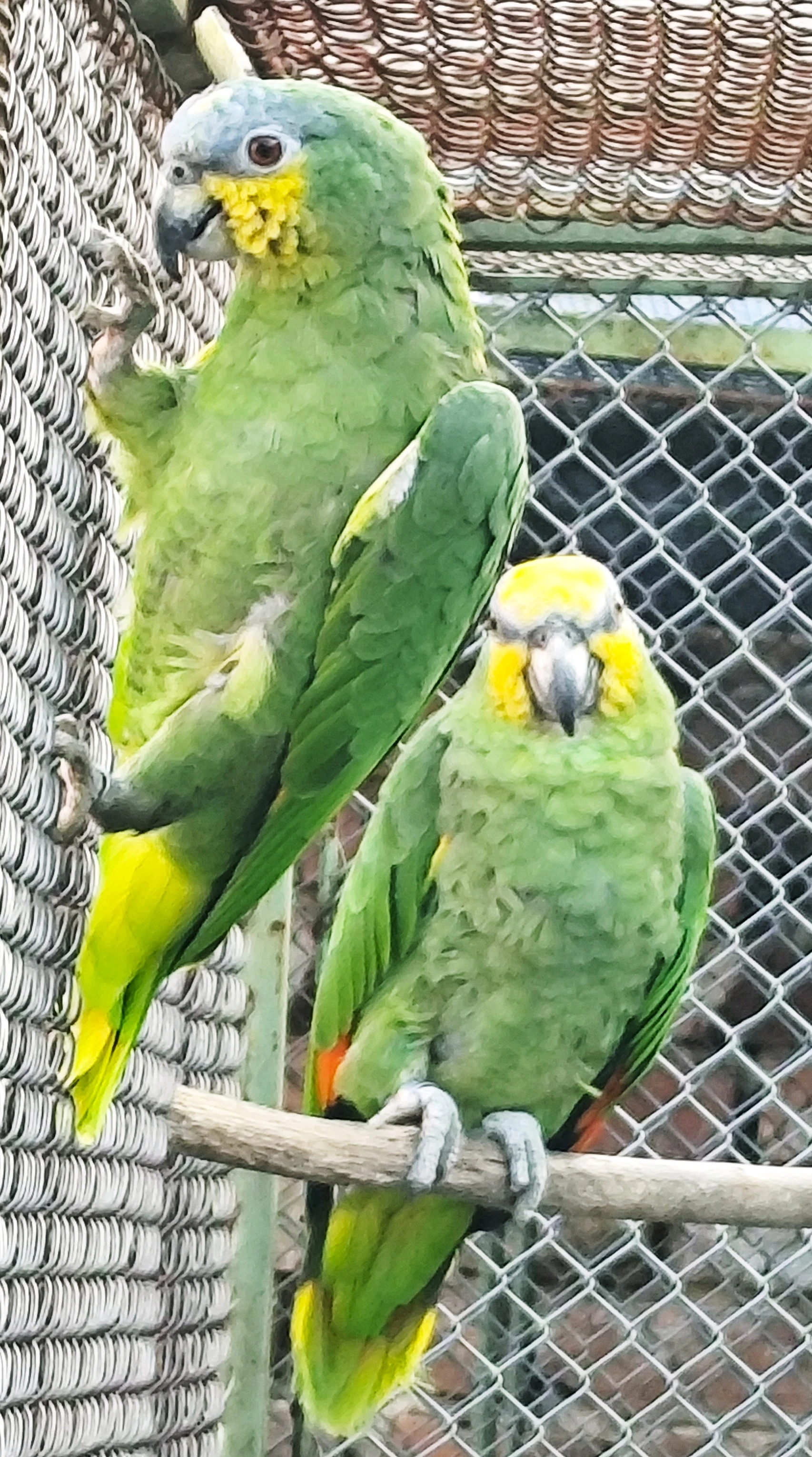 Amazoňan oranžovokřídlý