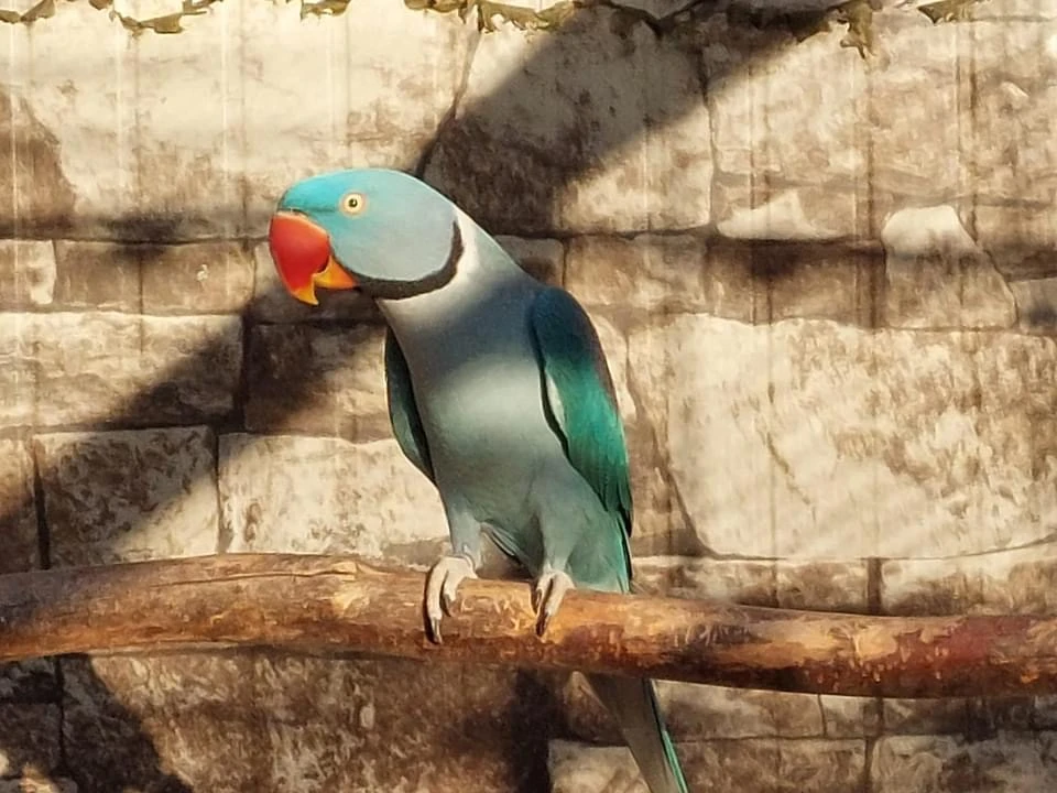 Alexandr velký - modrý