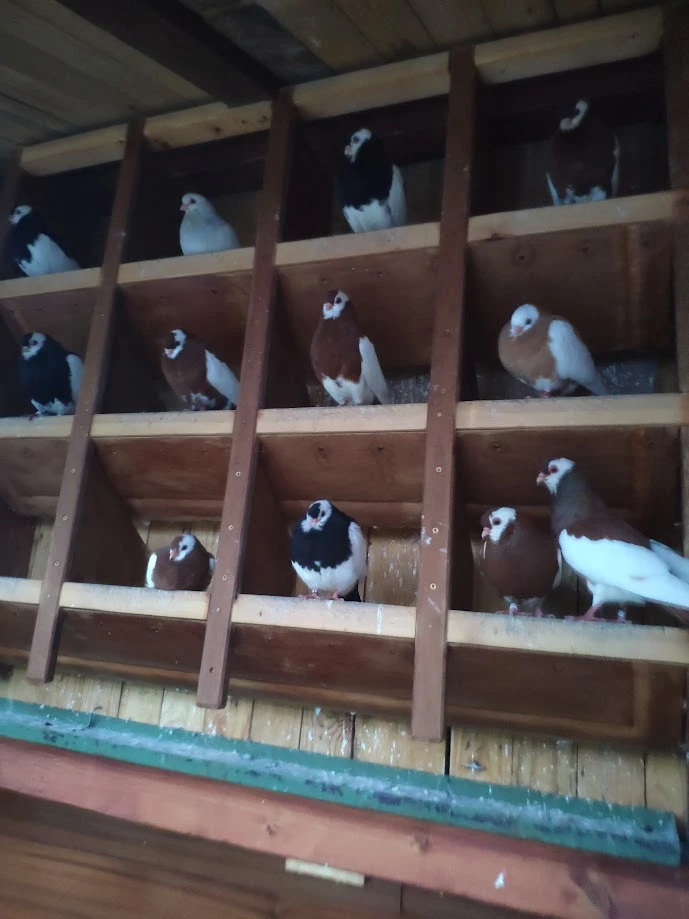 Rakovnický kotrlák sedlatý