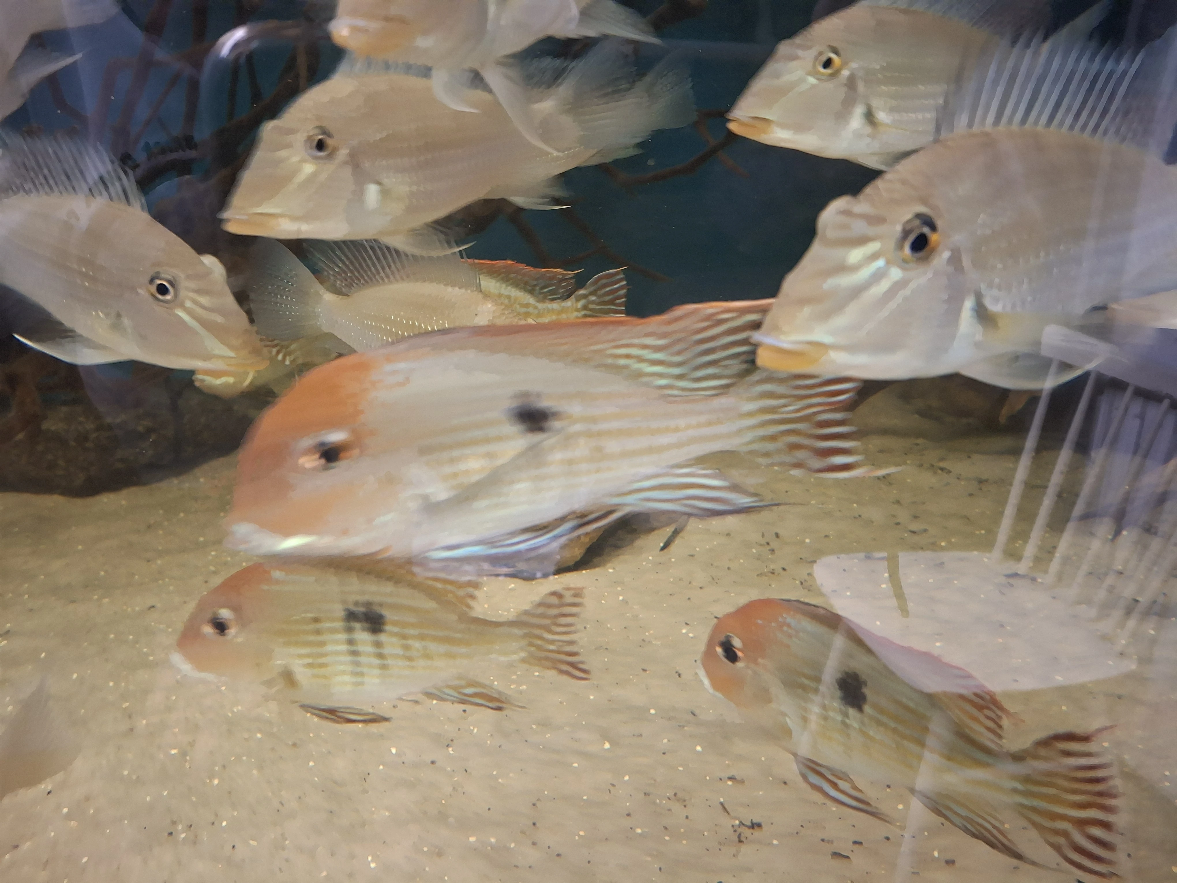 Geophagus tapajos red head