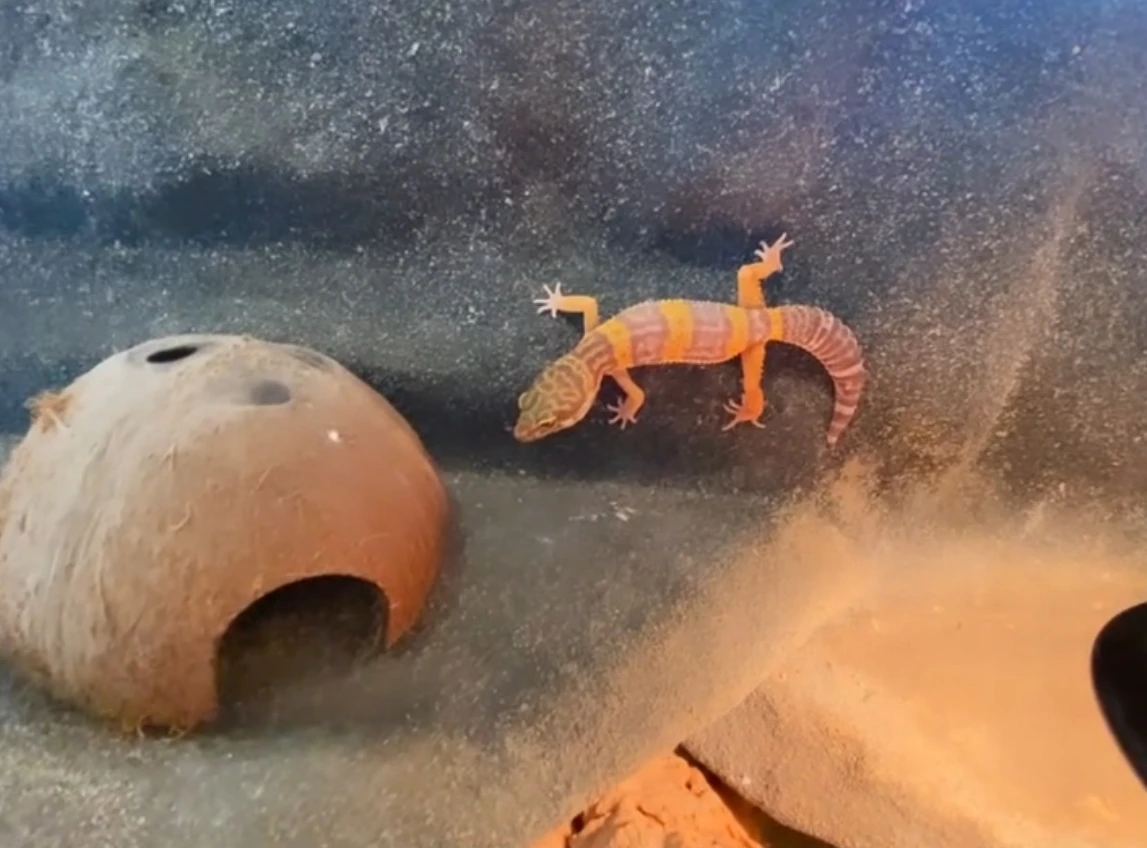 Gekončík noční chovná skupina