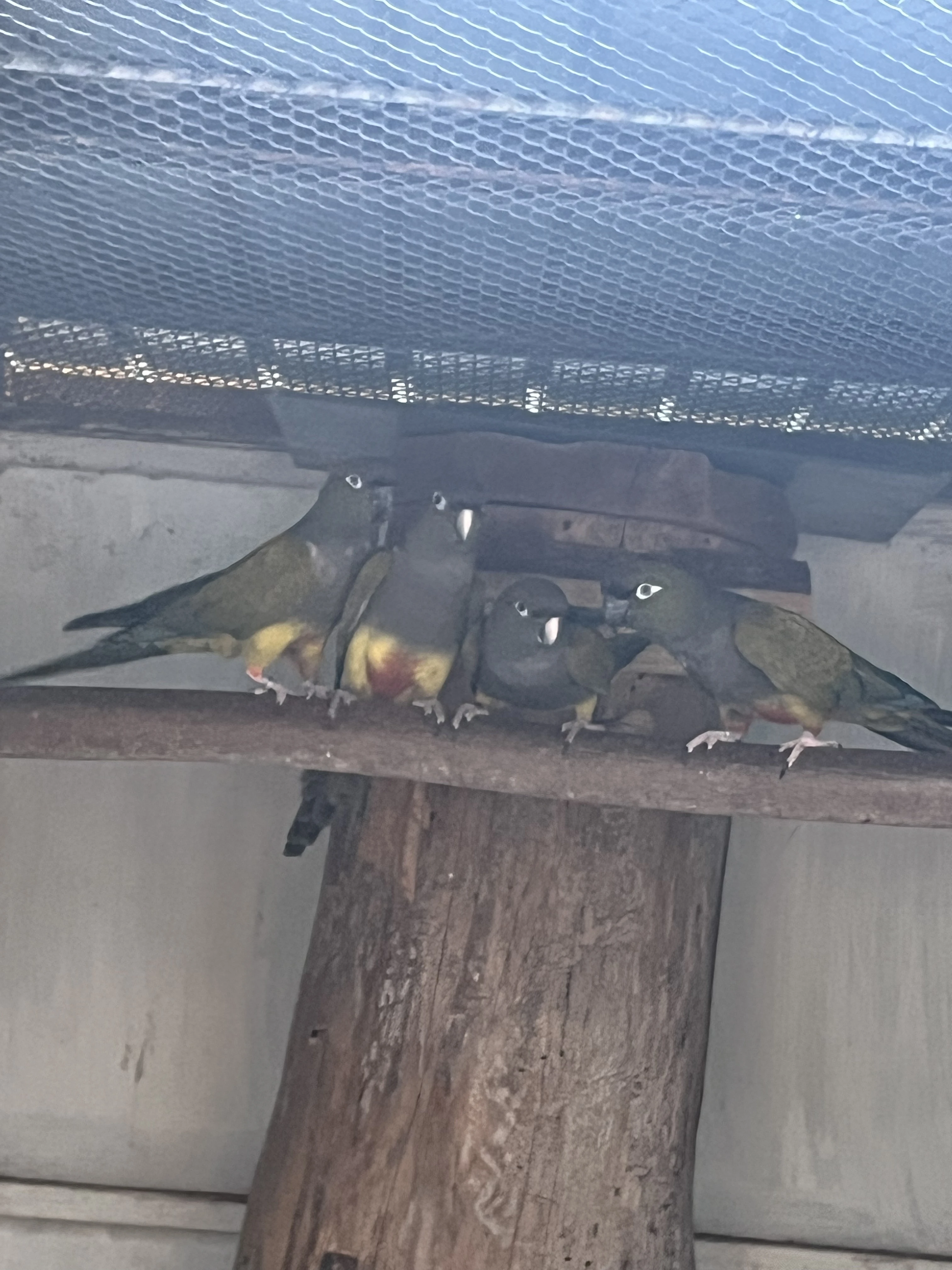 Papoušek patagonský