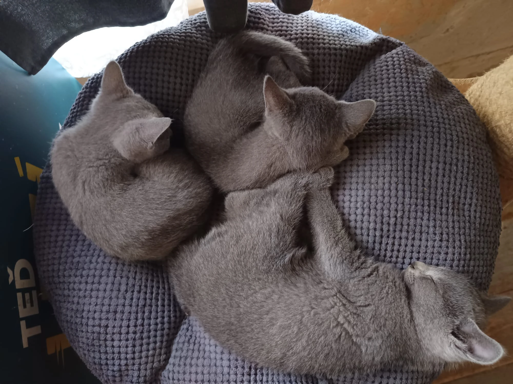 Ruská modrá koťátka