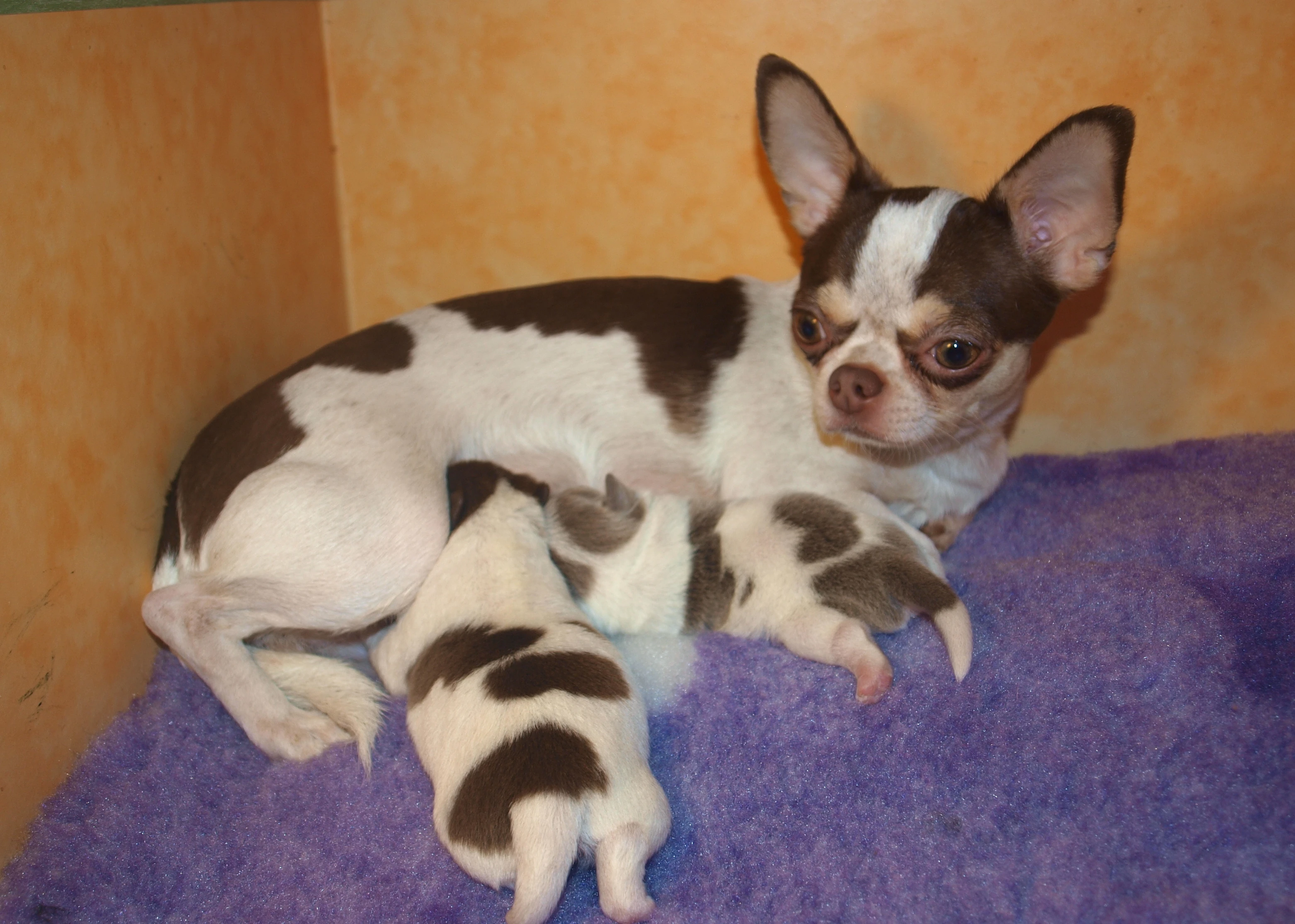 Čivava štěňátka