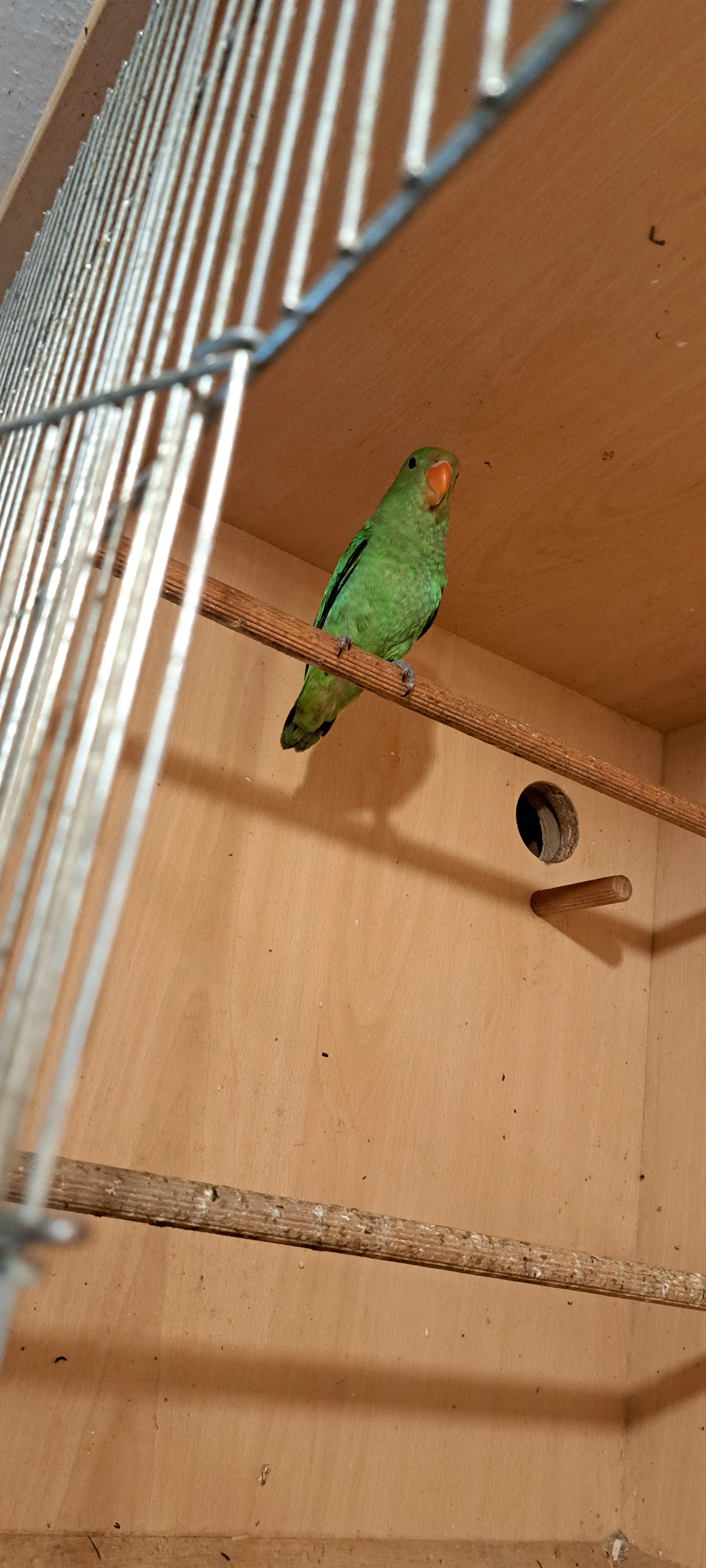 Agapornis etiopský (Agapornis taranta)