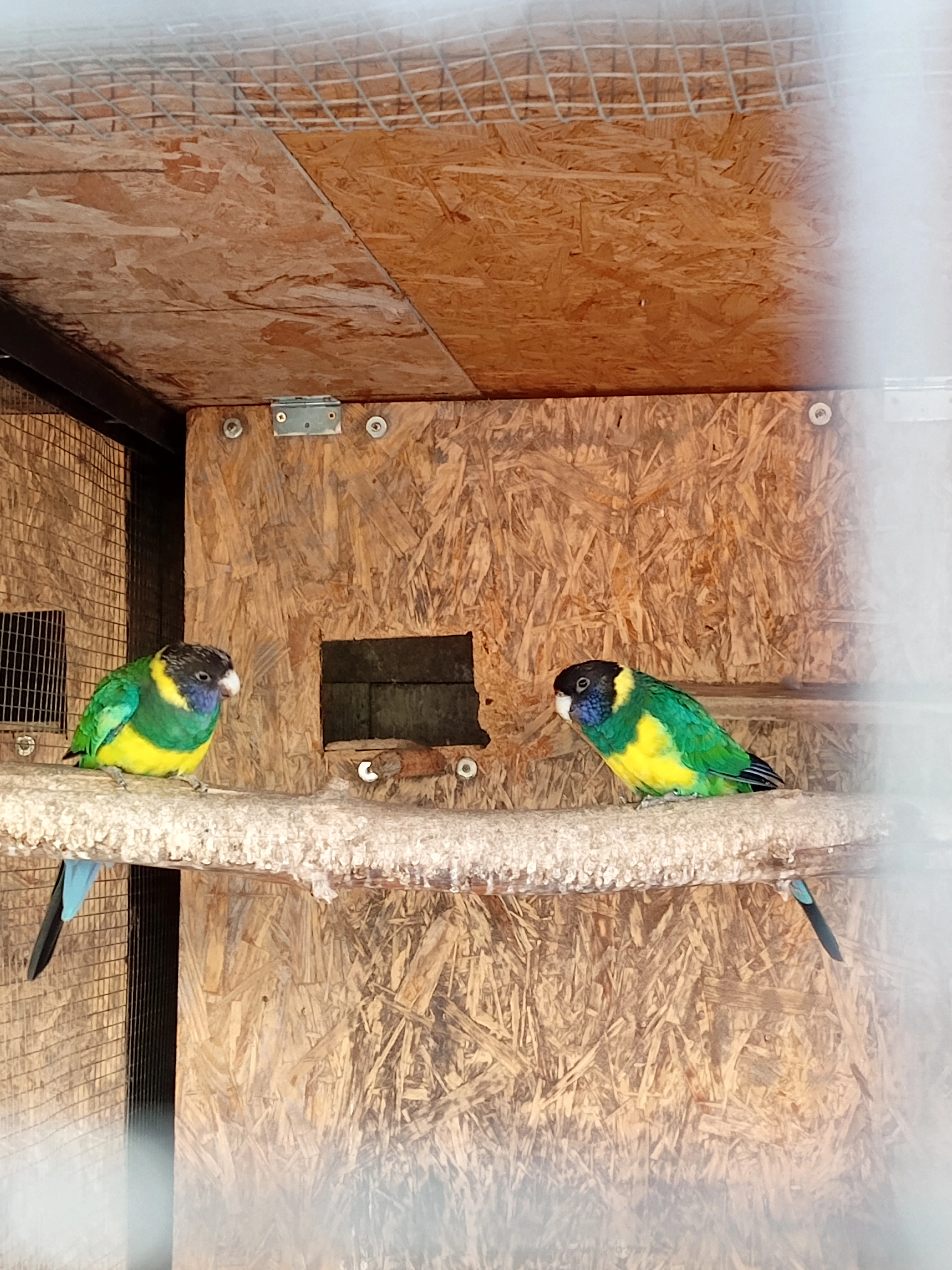 Bernard límcový jižní