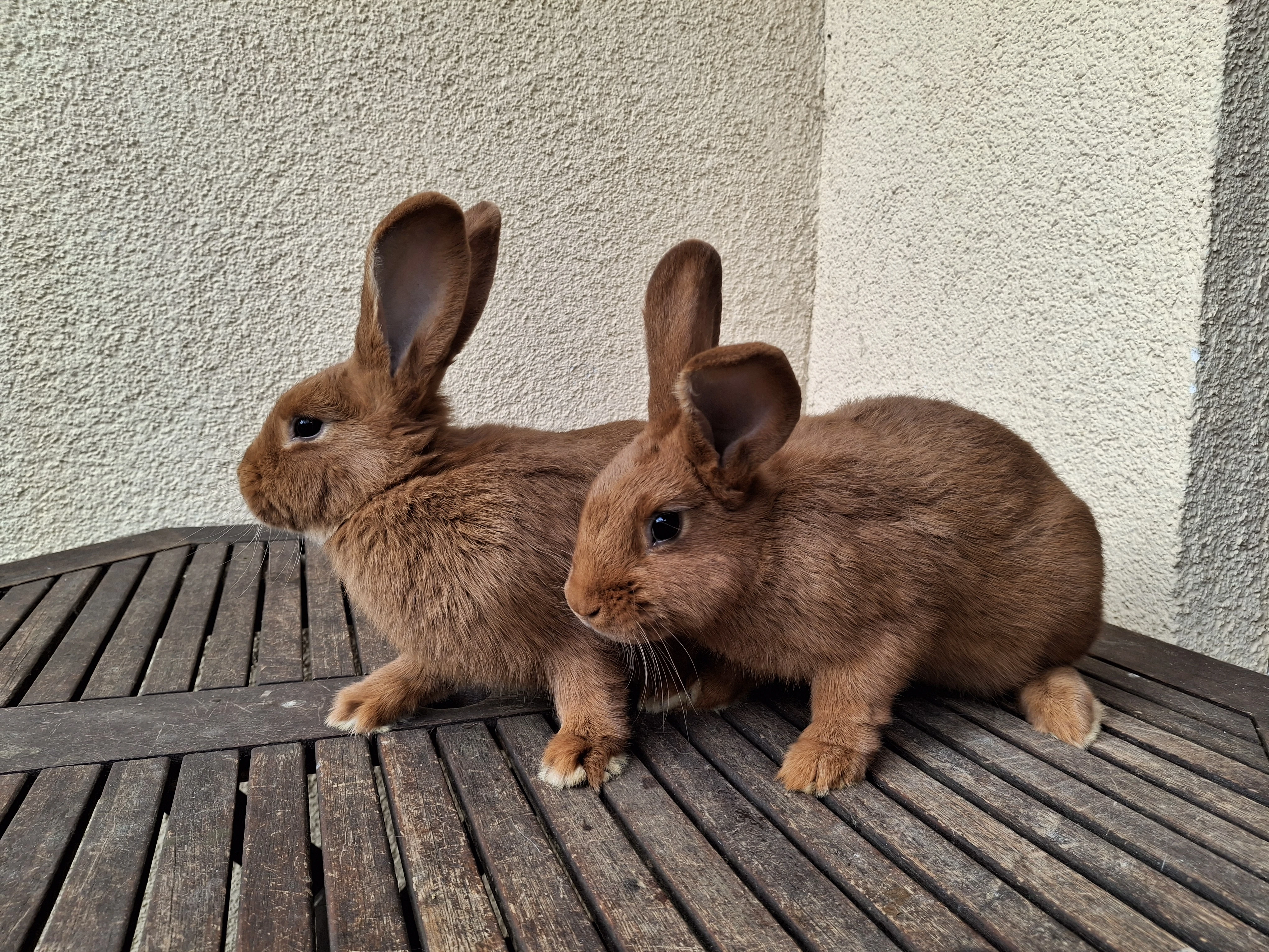 Prodám Novozélandský červený (NČ)