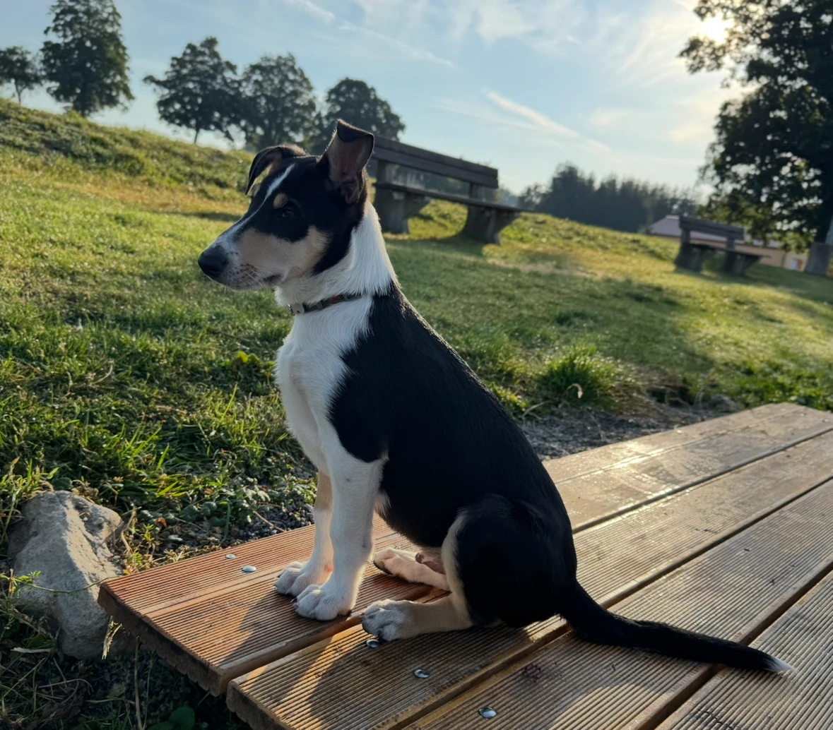 Štěňátka krátkosrsté kolie