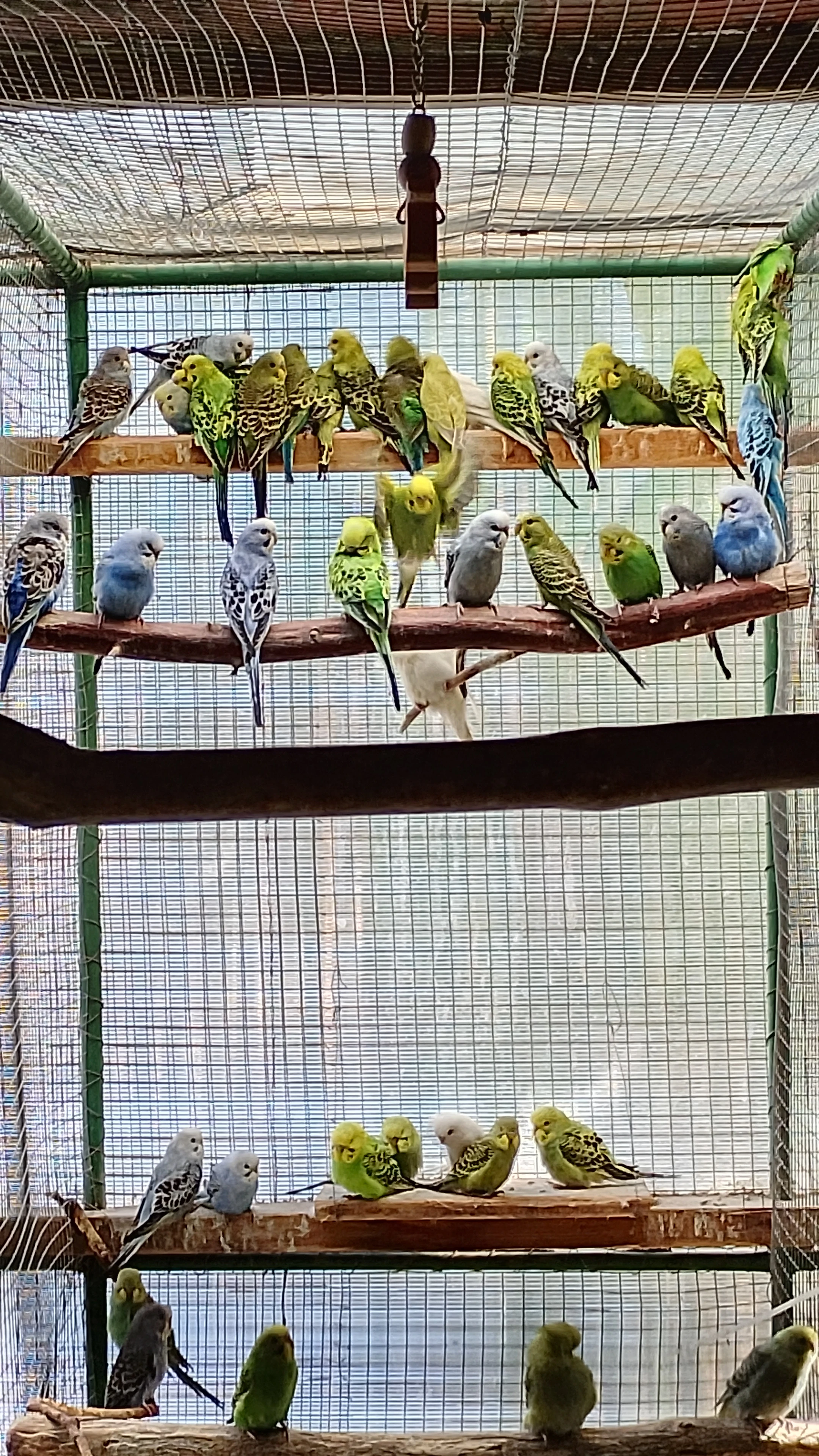 Andulky vlnkované - letošní mláďata