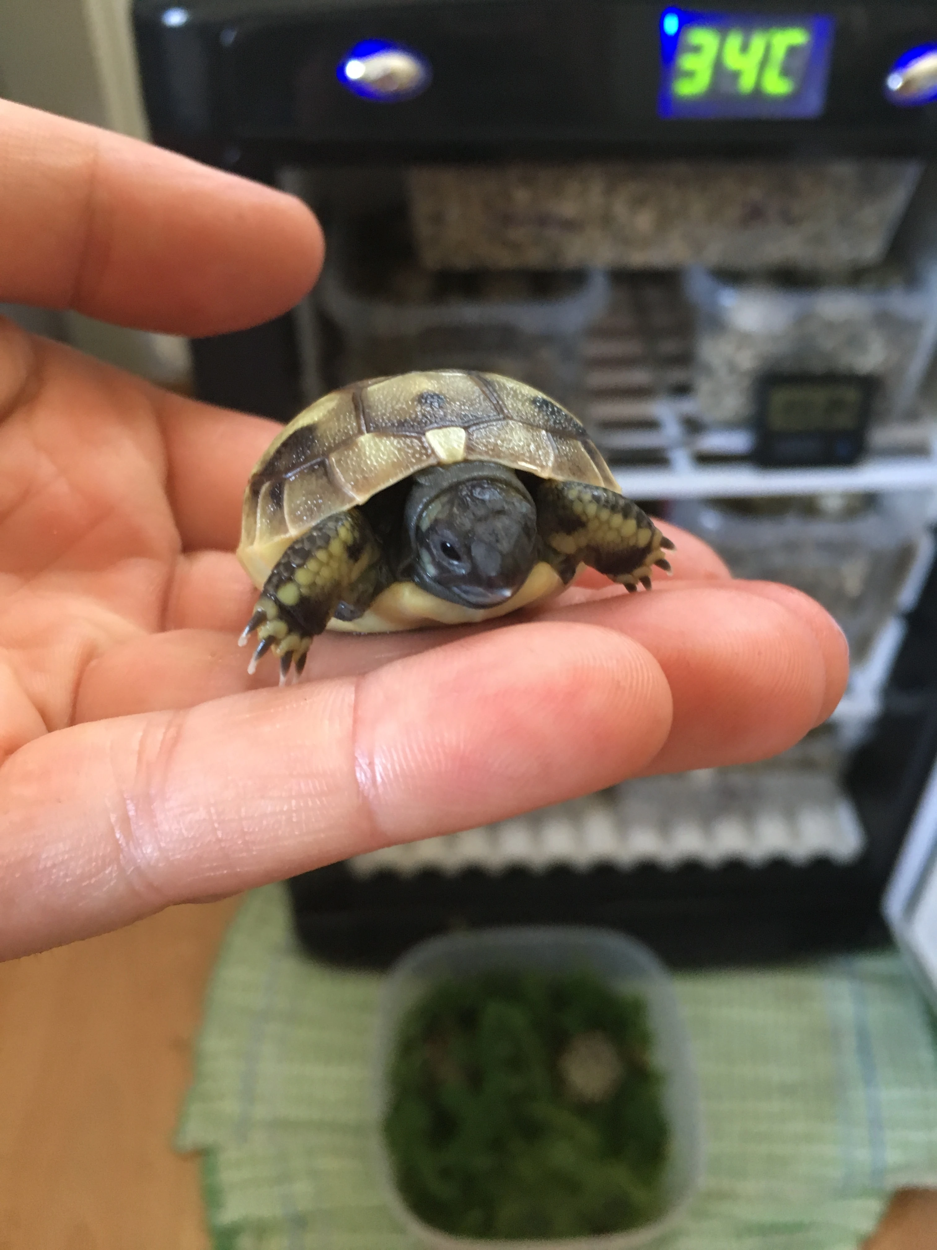 Prodám mláďátka želvy zelenavé