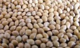 Prodám proso bílé a červené