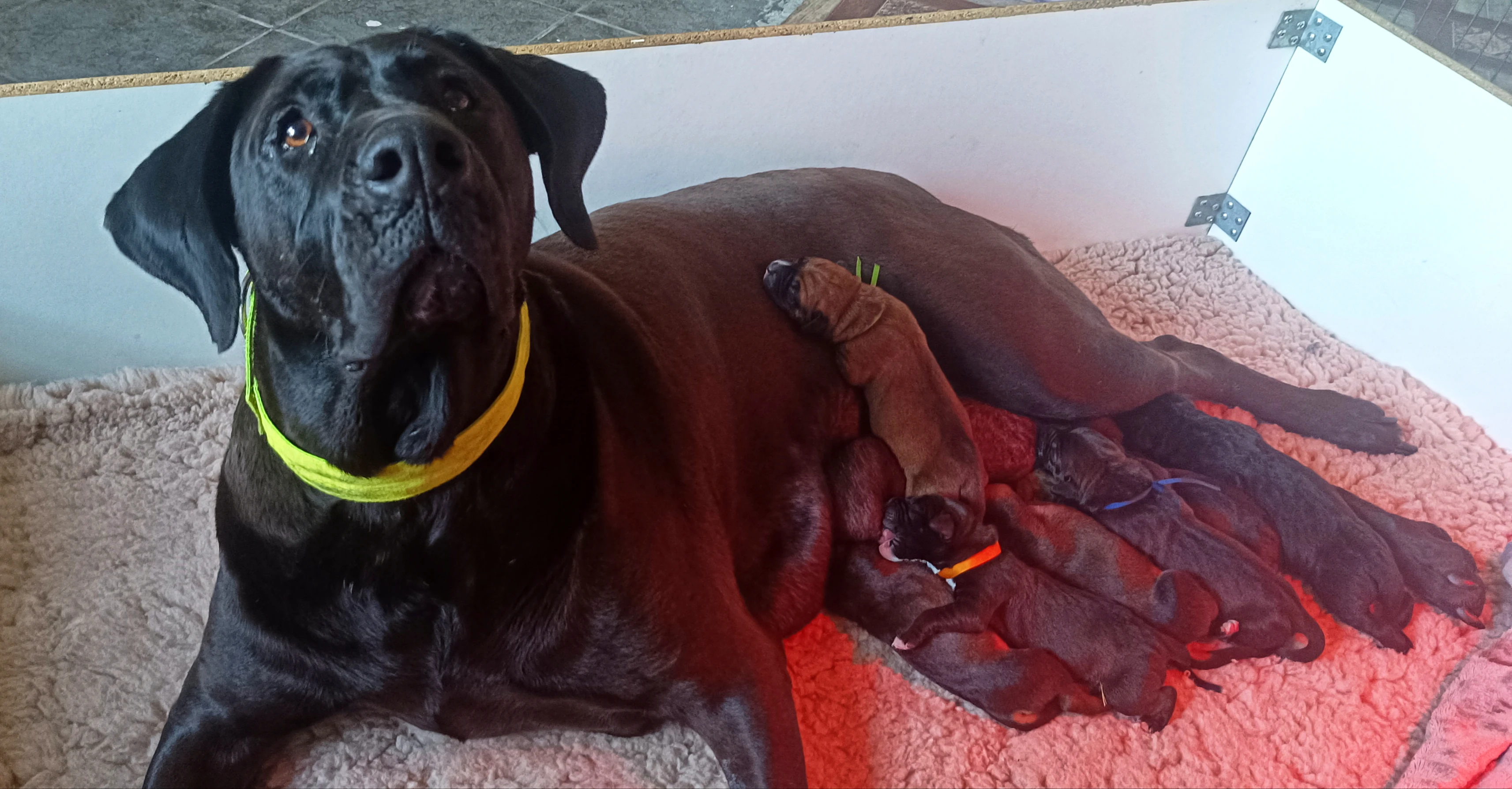 Tosa Inu štěňata s PP