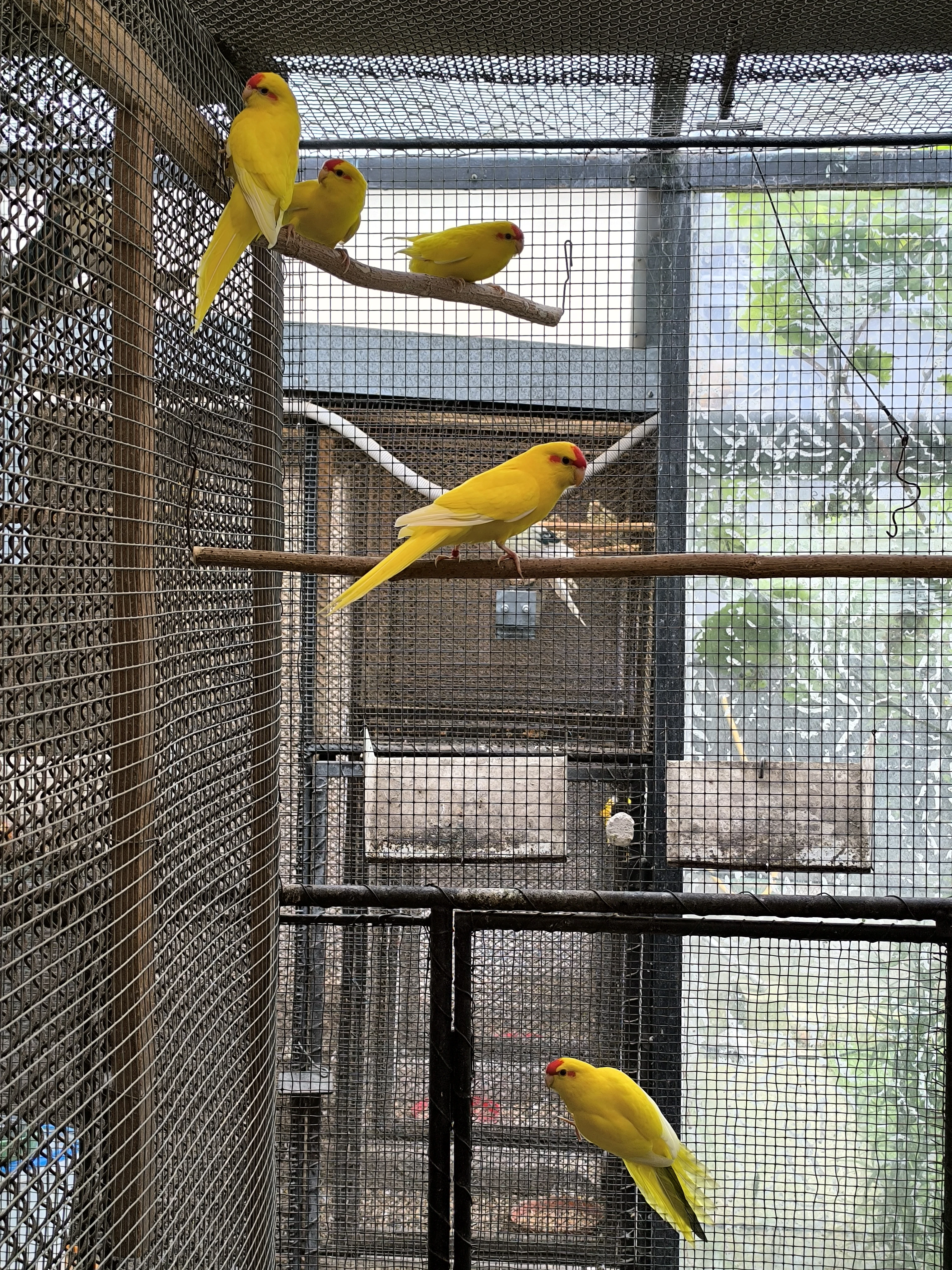 Zpěvavé, kakariky, horské