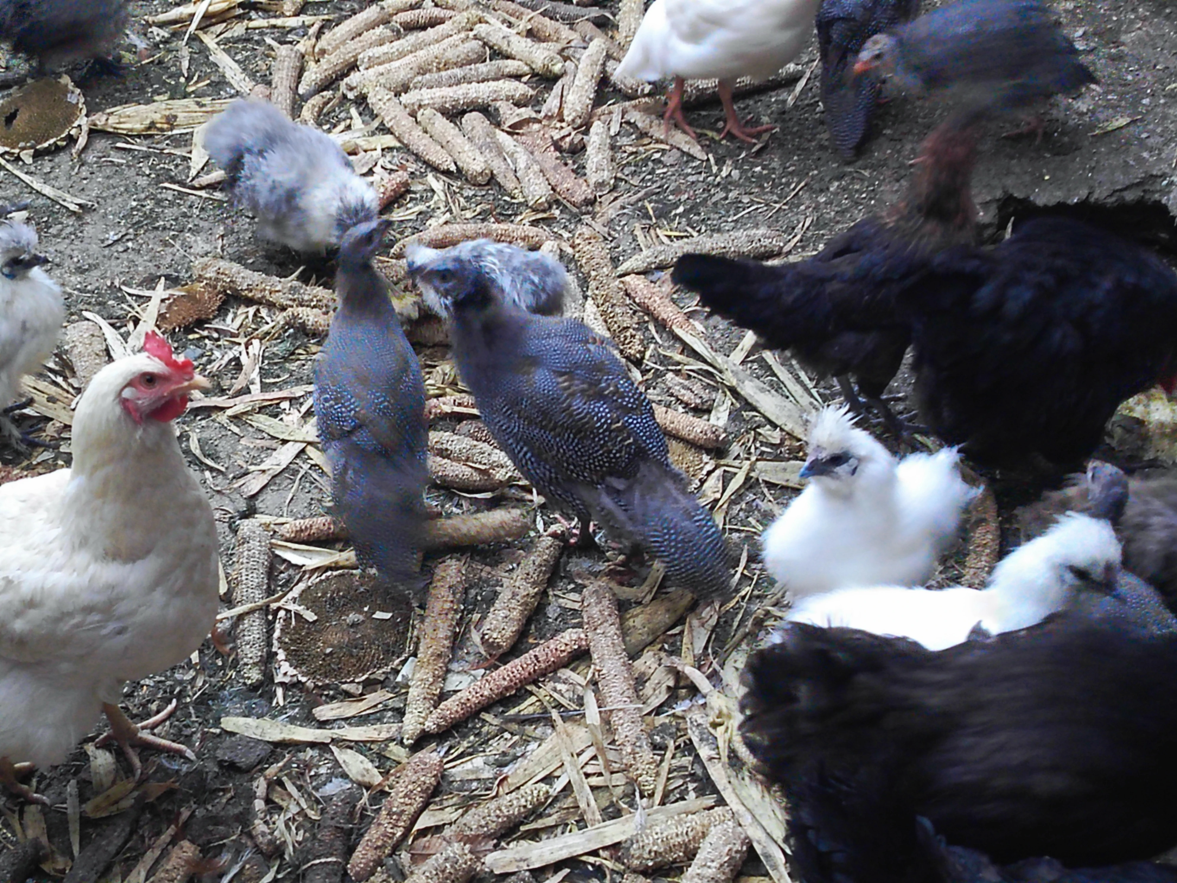 Perlička kropenatá