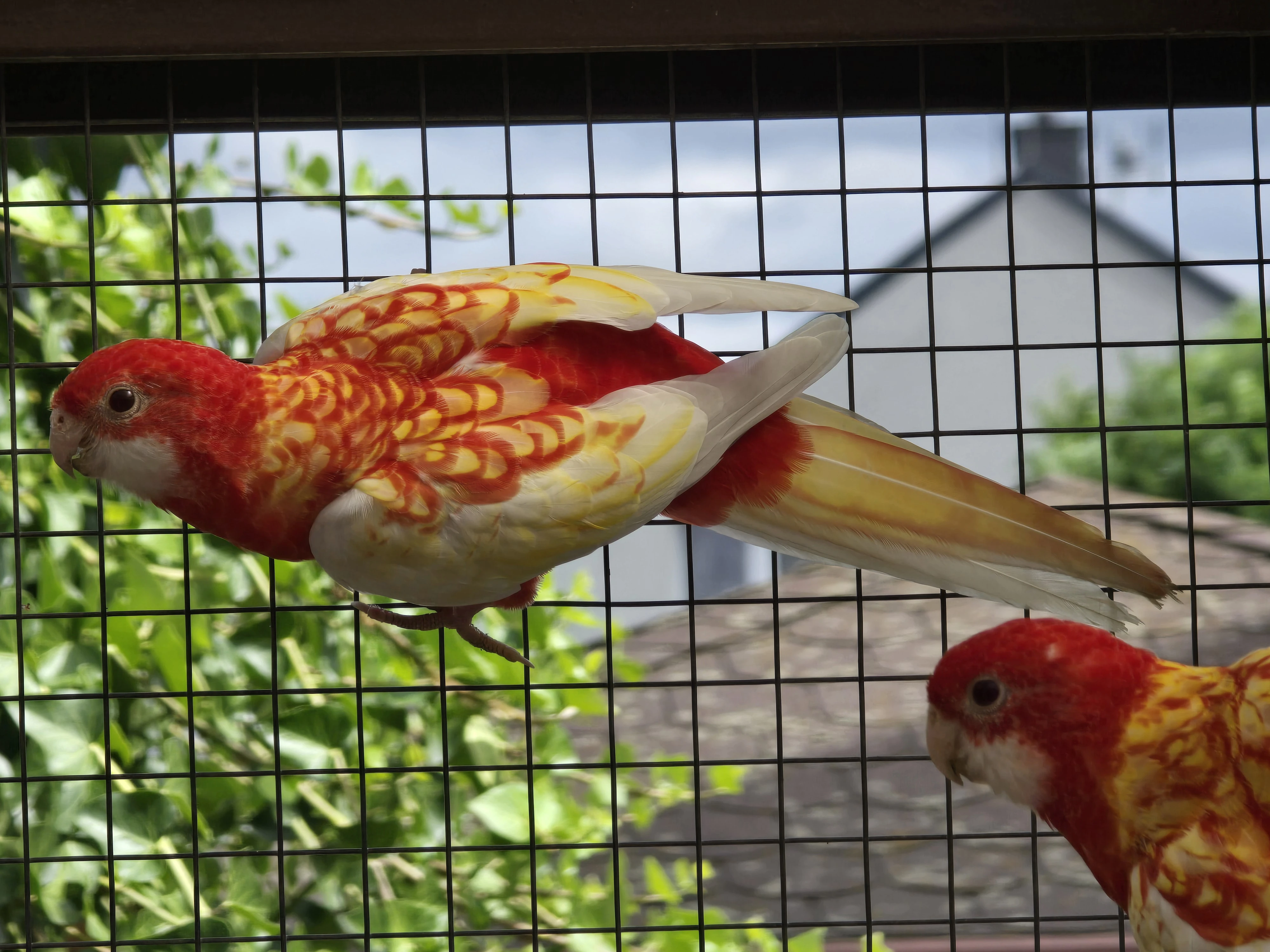 Prodám 1,1 rozela rubino