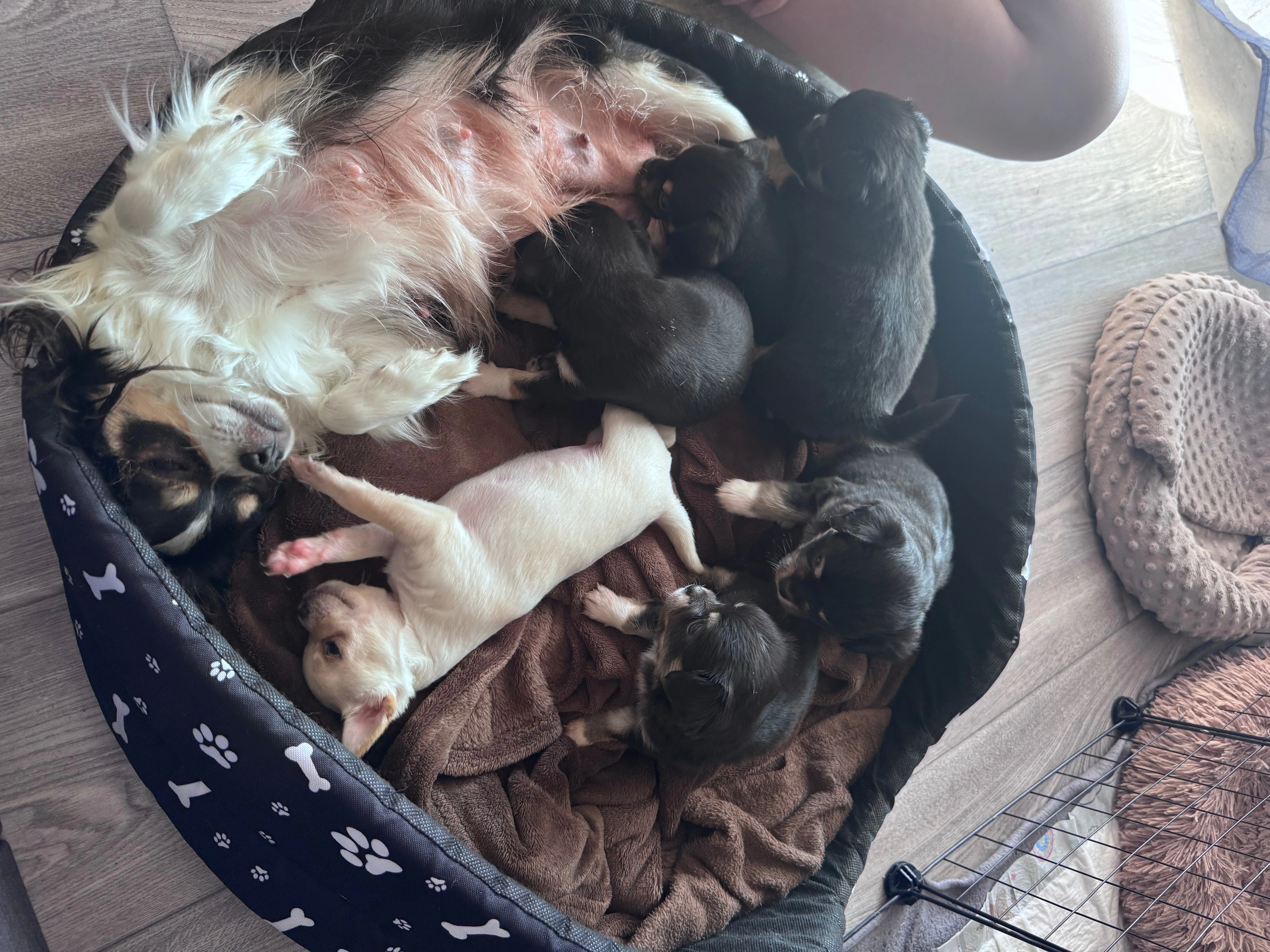 Nabízím štěňátka do dobrých rukou