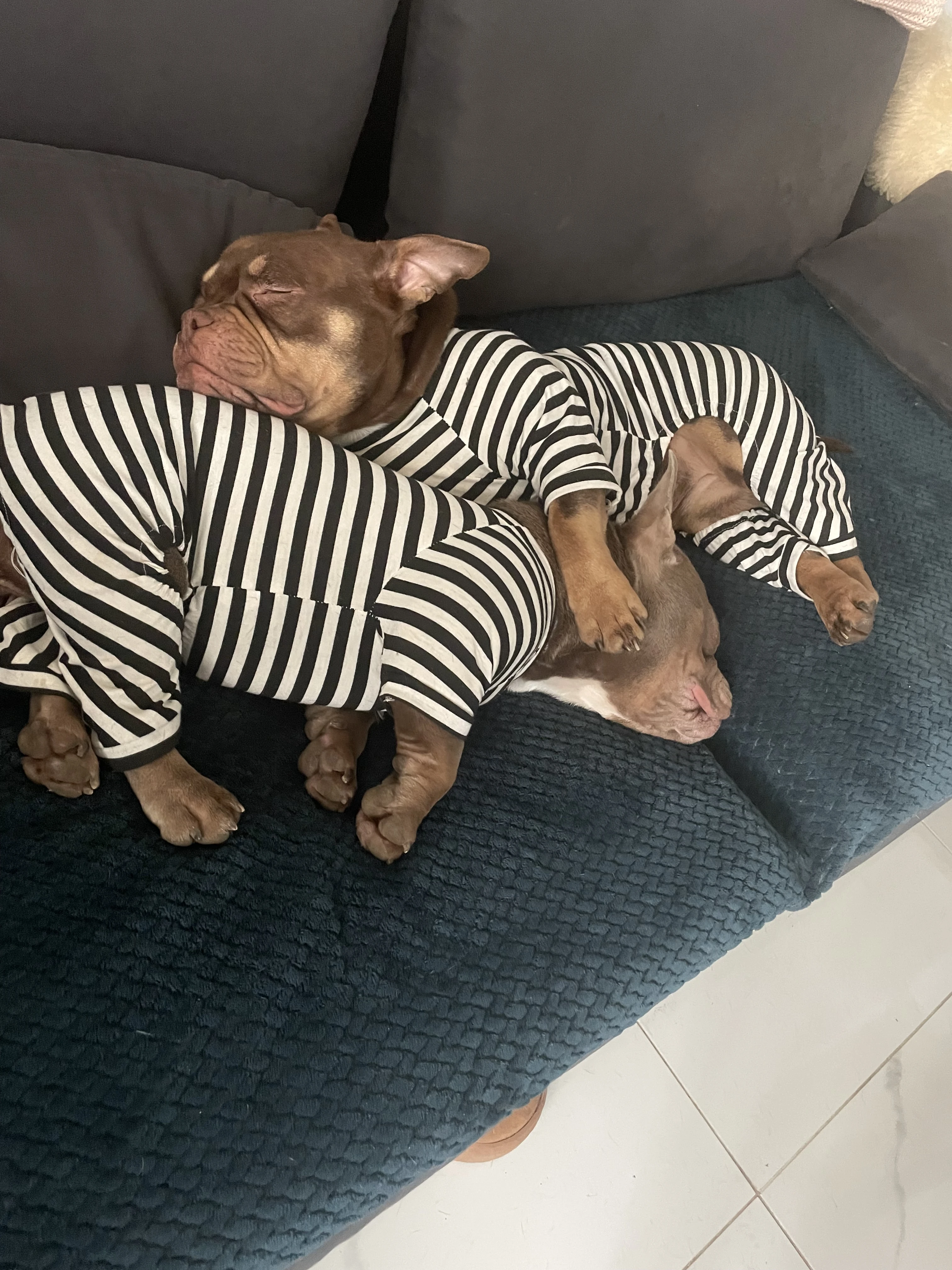 American bully Micro/exotic